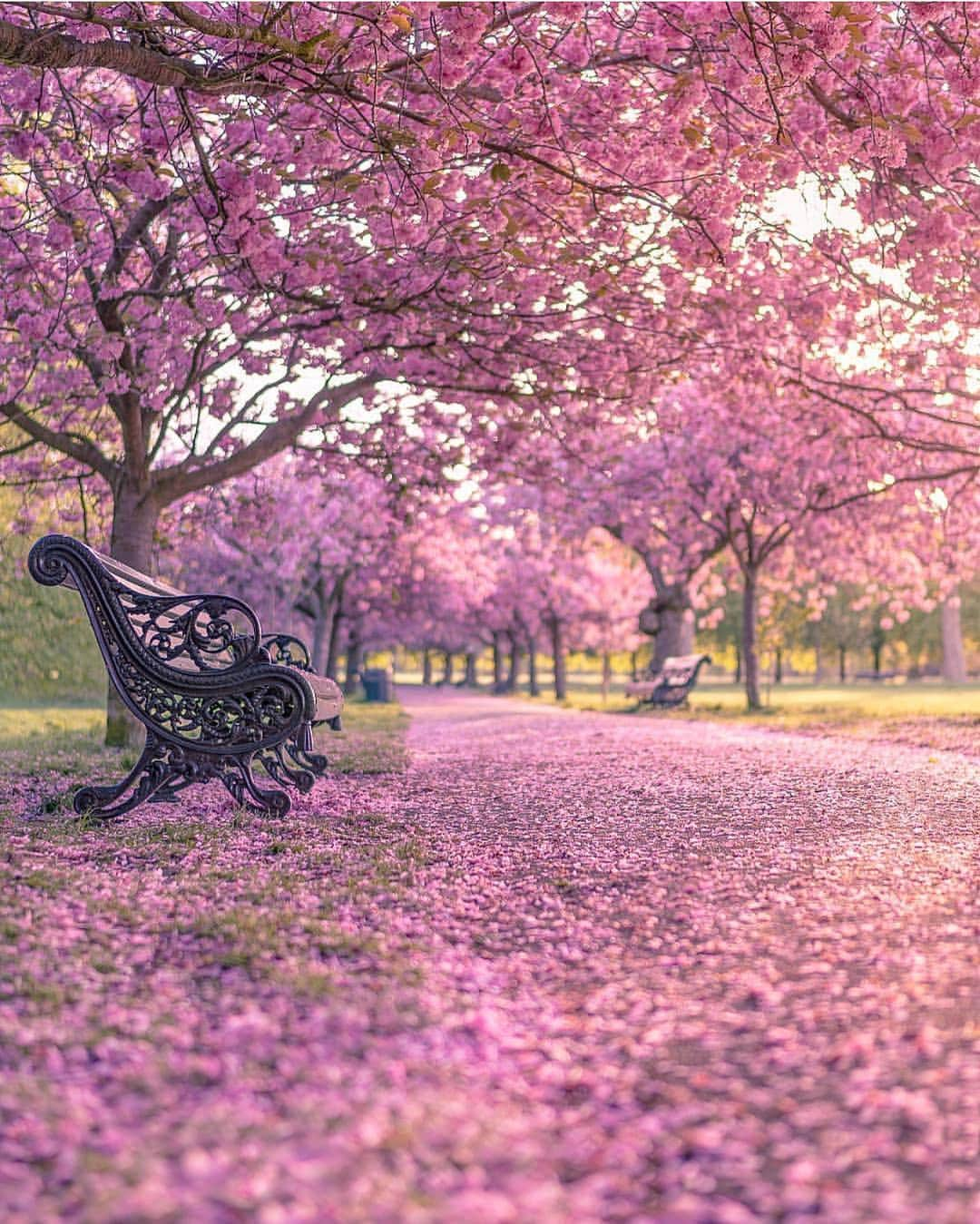 @LONDON | TAG #THISISLONDONさんのインスタグラム写真 - (@LONDON | TAG #THISISLONDONInstagram)「Looking forward to #LondonInBloom! Traditionally #Spring is in April as we approach Easter. But we’ve had flowers appear earlier this year due to the weather, making #London super photogenic. 😏 This is #GreenwichPark shoot by @tmnikonian - it’s a highlight of the year to capture the cherry blossom. 🌸 In previous years it’s come 1st week of May. A year later, 1st week of April. So it’s anyone’s guess. But we can’t wait! 😱😍 // #thisislondon #greenwich」3月17日 20時23分 - london