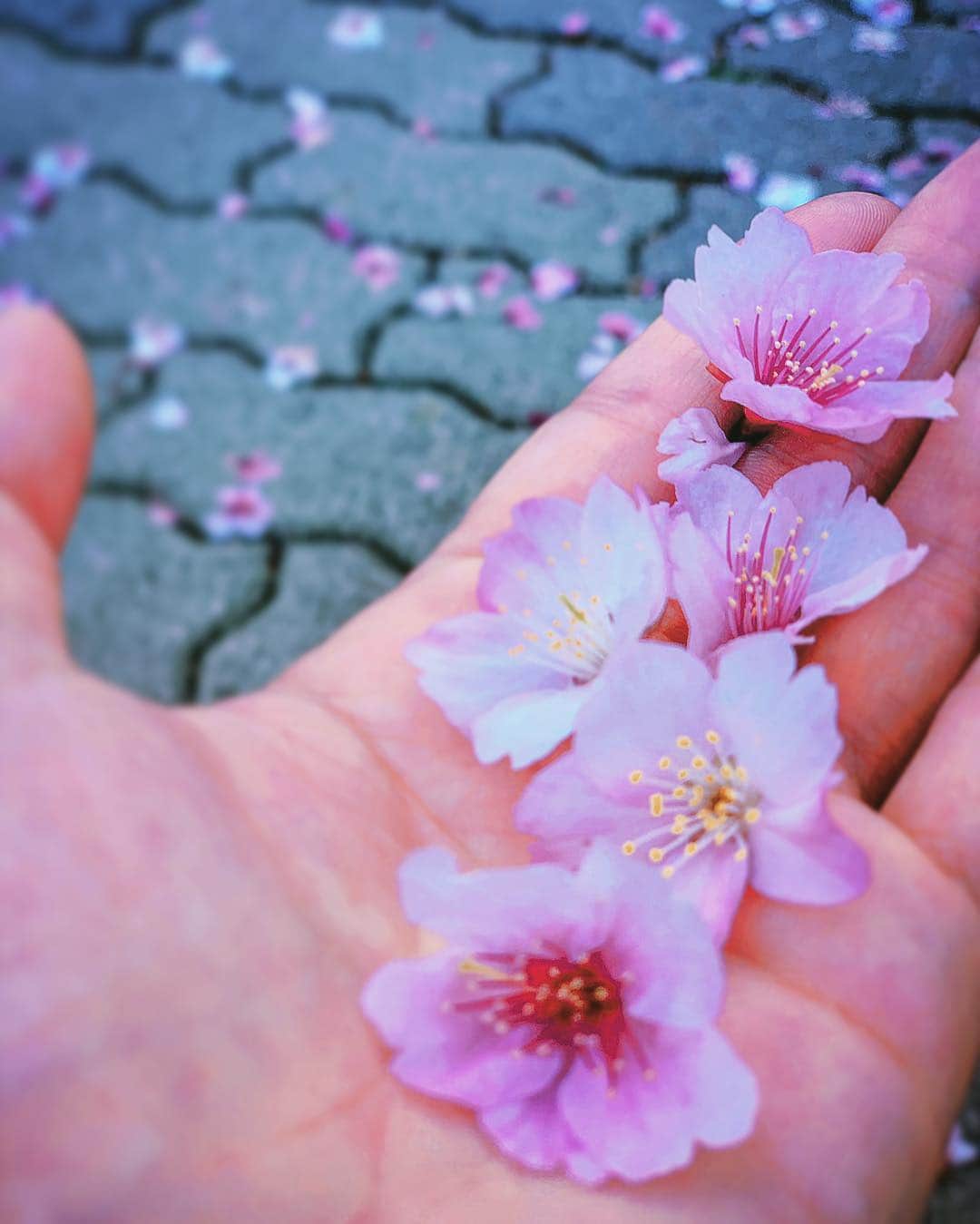 澤田友美さんのインスタグラム写真 - (澤田友美Instagram)「. やっとこの季節がきたかぁ…(´･_･`)✨ . . . #sakura#cherryblossom#japan#tokyo #桜#lovely」3月17日 20時16分 - tomomi__sawada
