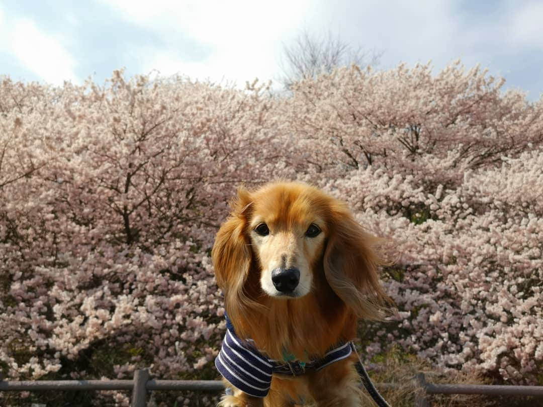 ?モデル?大地?さんのインスタグラム写真 - (?モデル?大地?Instagram)「♪🐾2019*3*17🐾 . 今日は @riku.haru.karin 🐾りく君🐾はる君🐾かりんちゃんと一緒に . 南足柄市の 🌸『一ノ堰ハラネ🌸春めき桜まつり』と 🌸『春木径*幸せ道桜まつり』に行って来たよ🎶😄 . 初めて見る🌸春めき桜は 名前も素敵だけど😆 🌸花がモコモコまとまって咲いていて 🌸桜茶や🌸桜餅みたいな香りがして とっても❤幸せな🌸桜散歩でした🎶😆😆😆 . 📷写真は沢山あるけど😆 珍しく当日軽く更新〜🎶✌️😁 . 詳しくは、後日🎶😄 . . 🐾🐾🐾🐾🐾🐾🐾🐾🐾🐾🐾🐾🐾🐾 . #大地#大好き#だいすき #いつも一緒#ずっと一緒 #大地なしでは生きて行けませんw #いぬ#イヌ#犬#わんこ . #ワンコ#愛犬#いぬばか部 #犬バカ部#いぬら部#いぬすたぐらむ #犬のいる暮らし#犬の生活が第一 #pecoいぬ部 . #横浜#yokohama#神奈川 #桜#散歩#お散歩#春 #ミニチュアダックスフンド#ミニチュアダックス #ダックスフンド#ダックス」3月17日 20時17分 - sachi_daichi