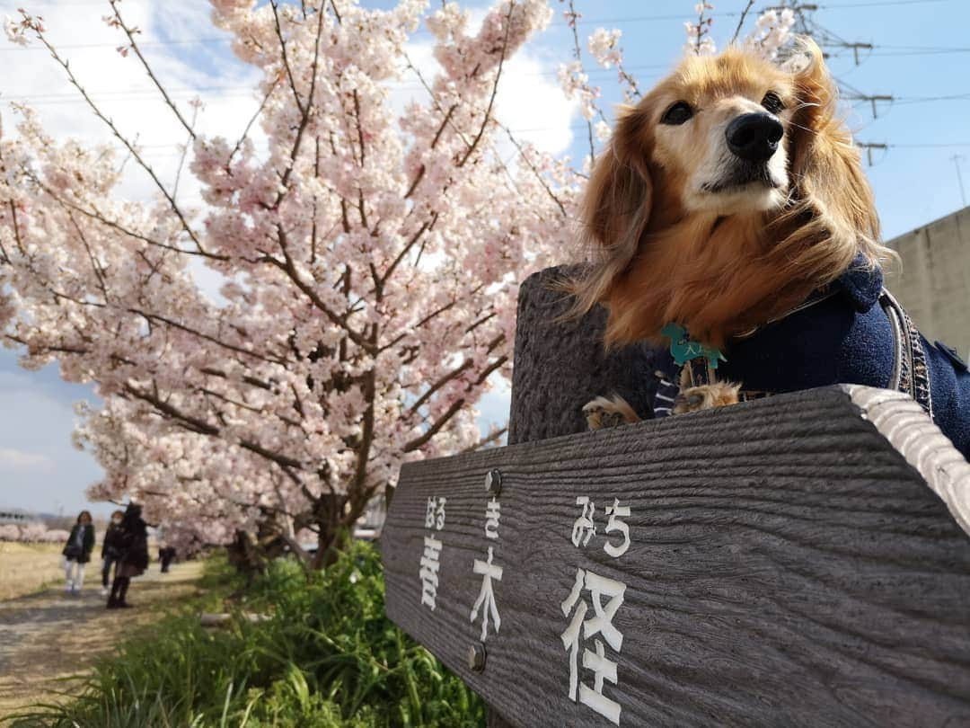 ?モデル?大地?さんのインスタグラム写真 - (?モデル?大地?Instagram)「♪🐾2019*3*17🐾 . 今日は @riku.haru.karin 🐾りく君🐾はる君🐾かりんちゃんと一緒に . 南足柄市の 🌸『一ノ堰ハラネ🌸春めき桜まつり』と 🌸『春木径*幸せ道桜まつり』に行って来たよ🎶😄 . 初めて見る🌸春めき桜は 名前も素敵だけど😆 🌸花がモコモコまとまって咲いていて 🌸桜茶や🌸桜餅みたいな香りがして とっても❤幸せな🌸桜散歩でした🎶😆😆😆 . 📷写真は沢山あるけど😆 珍しく当日軽く更新〜🎶✌️😁 . 詳しくは、後日🎶😄 . . 🐾🐾🐾🐾🐾🐾🐾🐾🐾🐾🐾🐾🐾🐾 . #大地#大好き#だいすき #いつも一緒#ずっと一緒 #大地なしでは生きて行けませんw #いぬ#イヌ#犬#わんこ . #ワンコ#愛犬#いぬばか部 #犬バカ部#いぬら部#いぬすたぐらむ #犬のいる暮らし#犬の生活が第一 #pecoいぬ部 . #横浜#yokohama#神奈川 #桜#散歩#お散歩#春 #ミニチュアダックスフンド#ミニチュアダックス #ダックスフンド#ダックス」3月17日 20時17分 - sachi_daichi