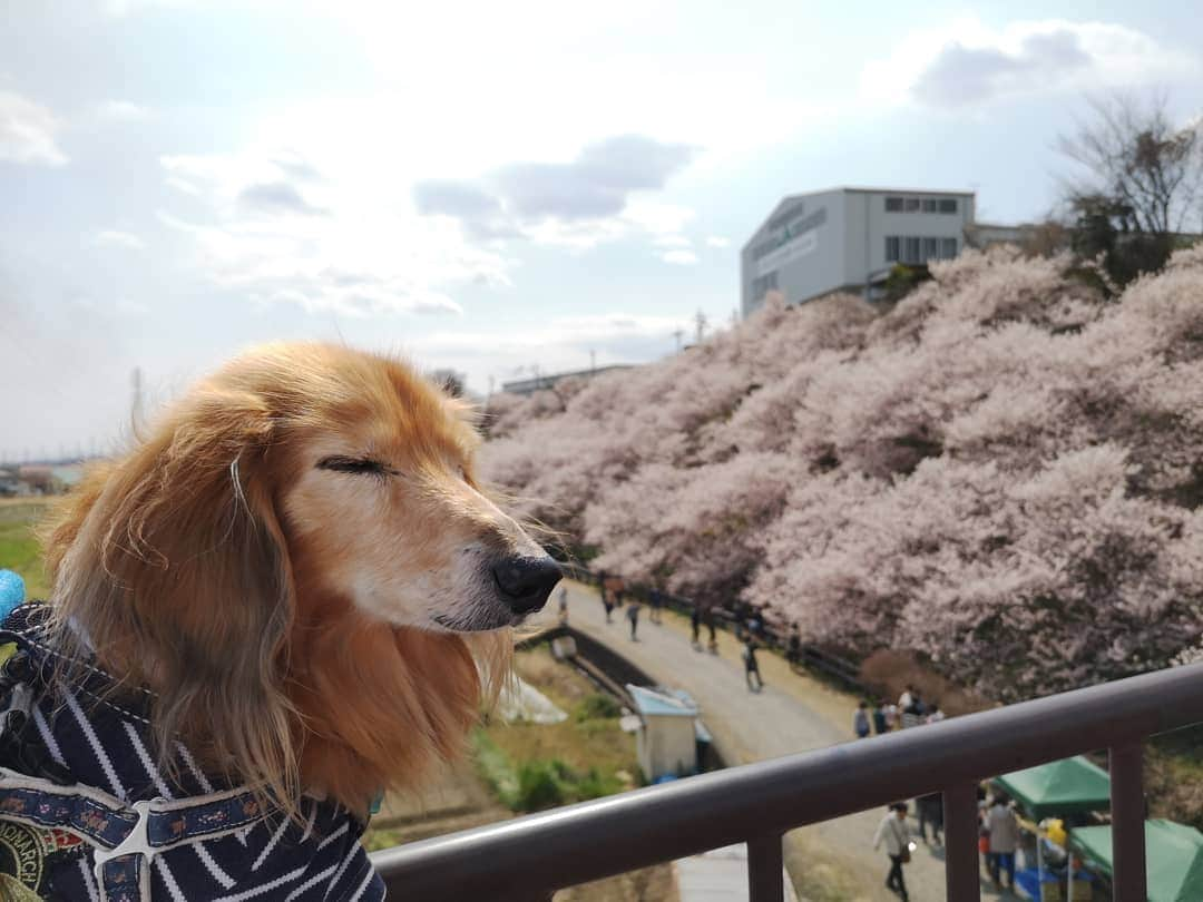 ?モデル?大地?さんのインスタグラム写真 - (?モデル?大地?Instagram)「♪🐾2019*3*17🐾 . 今日は @riku.haru.karin 🐾りく君🐾はる君🐾かりんちゃんと一緒に . 南足柄市の 🌸『一ノ堰ハラネ🌸春めき桜まつり』と 🌸『春木径*幸せ道桜まつり』に行って来たよ🎶😄 . 初めて見る🌸春めき桜は 名前も素敵だけど😆 🌸花がモコモコまとまって咲いていて 🌸桜茶や🌸桜餅みたいな香りがして とっても❤幸せな🌸桜散歩でした🎶😆😆😆 . 📷写真は沢山あるけど😆 珍しく当日軽く更新〜🎶✌️😁 . 詳しくは、後日🎶😄 . . 🐾🐾🐾🐾🐾🐾🐾🐾🐾🐾🐾🐾🐾🐾 . #大地#大好き#だいすき #いつも一緒#ずっと一緒 #大地なしでは生きて行けませんw #いぬ#イヌ#犬#わんこ . #ワンコ#愛犬#いぬばか部 #犬バカ部#いぬら部#いぬすたぐらむ #犬のいる暮らし#犬の生活が第一 #pecoいぬ部 . #横浜#yokohama#神奈川 #桜#散歩#お散歩#春 #ミニチュアダックスフンド#ミニチュアダックス #ダックスフンド#ダックス」3月17日 20時17分 - sachi_daichi