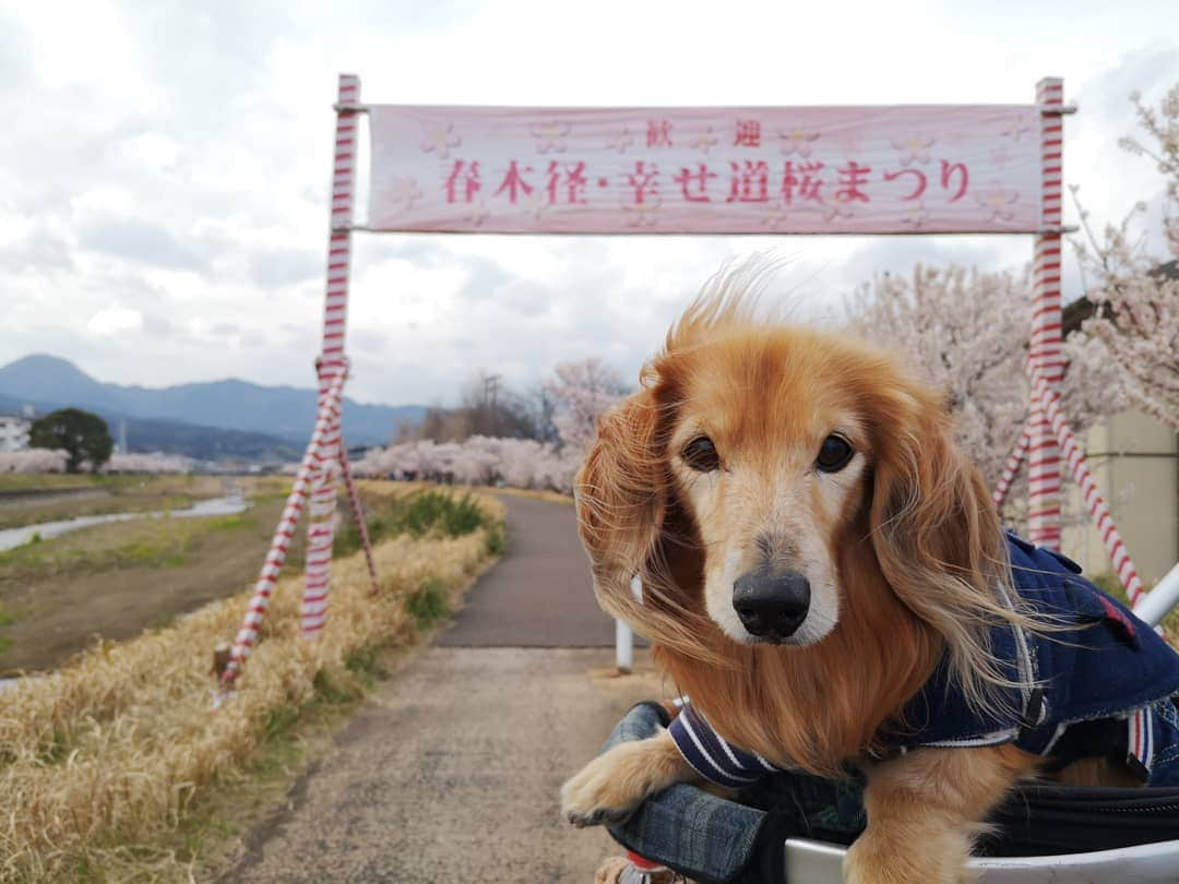 ?モデル?大地?さんのインスタグラム写真 - (?モデル?大地?Instagram)「♪🐾2019*3*17🐾 . 今日は @riku.haru.karin 🐾りく君🐾はる君🐾かりんちゃんと一緒に . 南足柄市の 🌸『一ノ堰ハラネ🌸春めき桜まつり』と 🌸『春木径*幸せ道桜まつり』に行って来たよ🎶😄 . 初めて見る🌸春めき桜は 名前も素敵だけど😆 🌸花がモコモコまとまって咲いていて 🌸桜茶や🌸桜餅みたいな香りがして とっても❤幸せな🌸桜散歩でした🎶😆😆😆 . 📷写真は沢山あるけど😆 珍しく当日軽く更新〜🎶✌️😁 . 詳しくは、後日🎶😄 . . 🐾🐾🐾🐾🐾🐾🐾🐾🐾🐾🐾🐾🐾🐾 . #大地#大好き#だいすき #いつも一緒#ずっと一緒 #大地なしでは生きて行けませんw #いぬ#イヌ#犬#わんこ . #ワンコ#愛犬#いぬばか部 #犬バカ部#いぬら部#いぬすたぐらむ #犬のいる暮らし#犬の生活が第一 #pecoいぬ部 . #横浜#yokohama#神奈川 #桜#散歩#お散歩#春 #ミニチュアダックスフンド#ミニチュアダックス #ダックスフンド#ダックス」3月17日 20時17分 - sachi_daichi