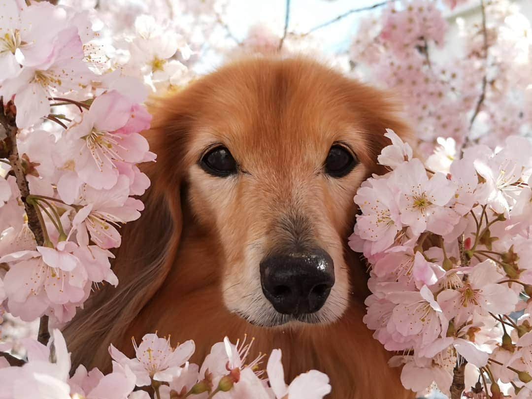 ?モデル?大地?さんのインスタグラム写真 - (?モデル?大地?Instagram)「♪🐾2019*3*17🐾 . 今日は @riku.haru.karin 🐾りく君🐾はる君🐾かりんちゃんと一緒に . 南足柄市の 🌸『一ノ堰ハラネ🌸春めき桜まつり』と 🌸『春木径*幸せ道桜まつり』に行って来たよ🎶😄 . 初めて見る🌸春めき桜は 名前も素敵だけど😆 🌸花がモコモコまとまって咲いていて 🌸桜茶や🌸桜餅みたいな香りがして とっても❤幸せな🌸桜散歩でした🎶😆😆😆 . 📷写真は沢山あるけど😆 珍しく当日軽く更新〜🎶✌️😁 . 詳しくは、後日🎶😄 . . 🐾🐾🐾🐾🐾🐾🐾🐾🐾🐾🐾🐾🐾🐾 . #大地#大好き#だいすき #いつも一緒#ずっと一緒 #大地なしでは生きて行けませんw #いぬ#イヌ#犬#わんこ . #ワンコ#愛犬#いぬばか部 #犬バカ部#いぬら部#いぬすたぐらむ #犬のいる暮らし#犬の生活が第一 #pecoいぬ部 . #横浜#yokohama#神奈川 #桜#散歩#お散歩#春 #ミニチュアダックスフンド#ミニチュアダックス #ダックスフンド#ダックス」3月17日 20時17分 - sachi_daichi