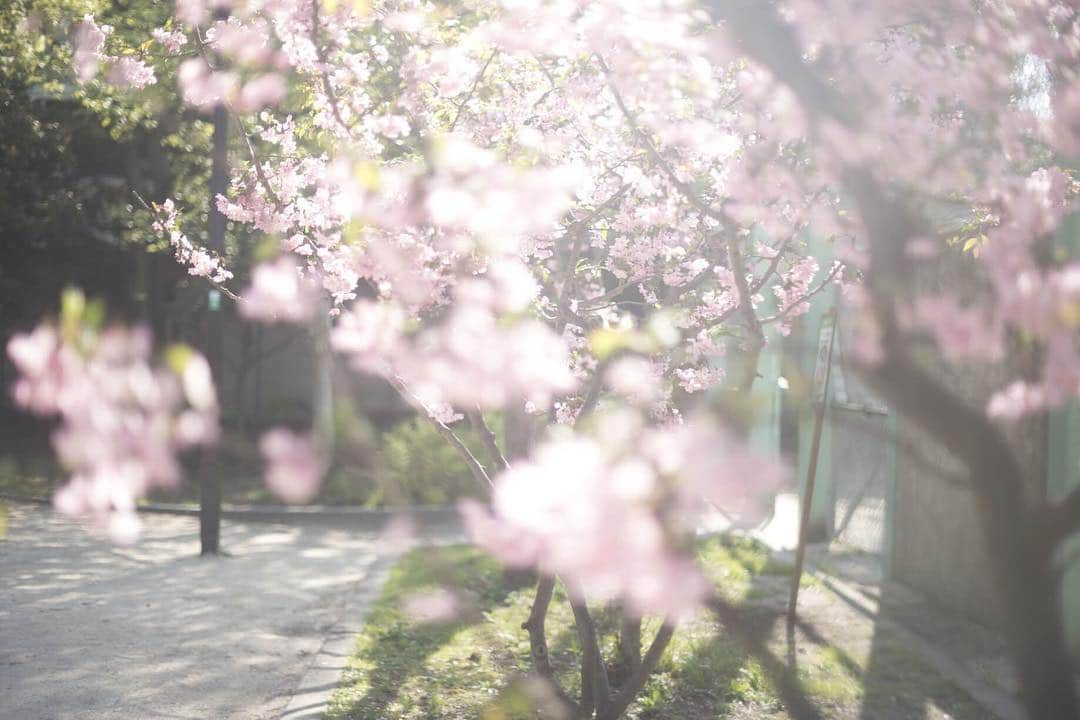 笠原美香さんのインスタグラム写真 - (笠原美香Instagram)「🌸 春はすぐそこまできてる . #桜 #春 #sakura #cherryblossom」3月17日 20時21分 - mika.k419