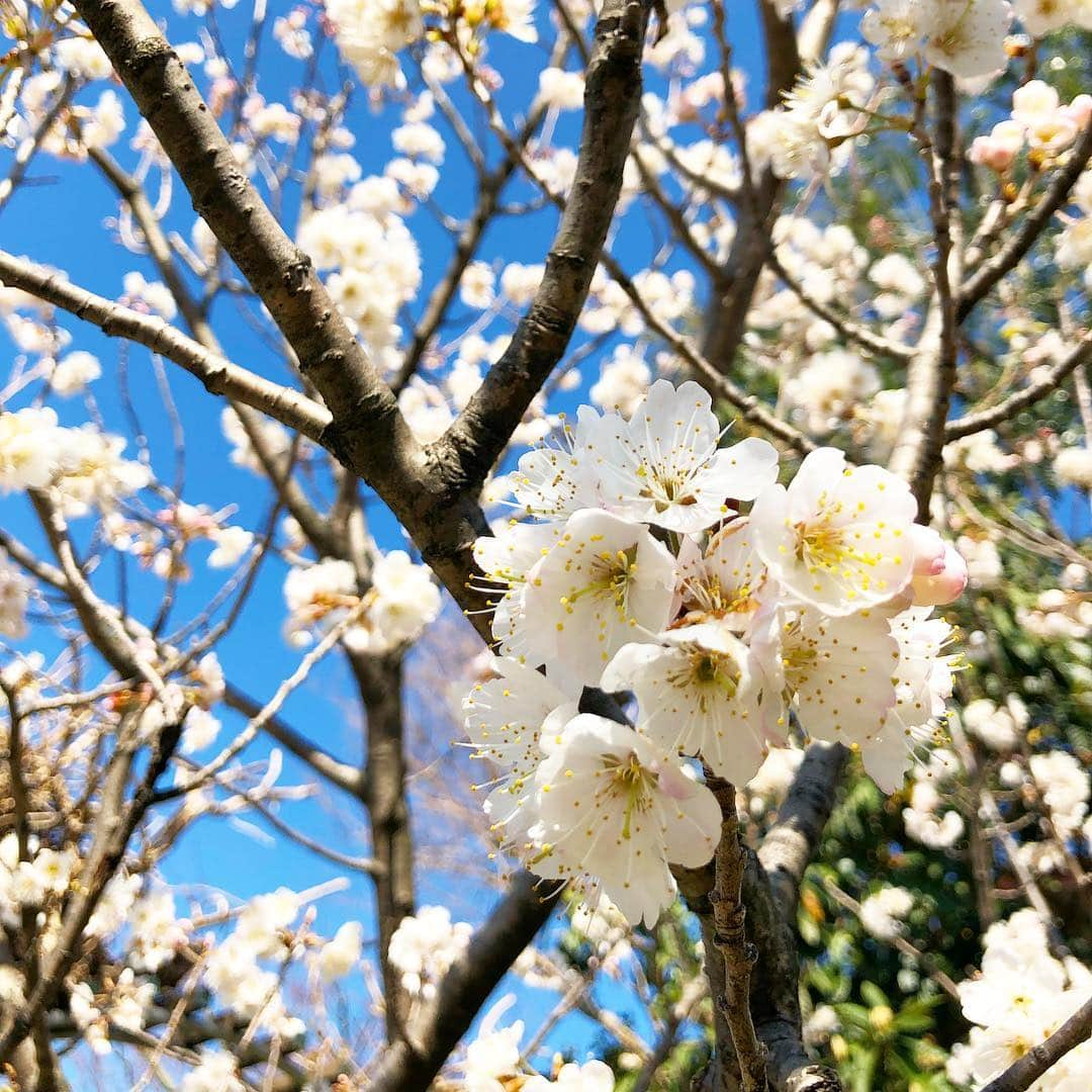 筧沙奈恵さんのインスタグラム写真 - (筧沙奈恵Instagram)「子供達と公園に行ったら幼稚園のお友達と会えました😌❤️ ・ 春休みに入って早々お友達に会えて嬉しそうな娘でした✨ ・ 早咲きの桜がキレイだった🌸 ・ #桜 #cherryblossom #公園 #保育園ママ #幼稚園ママ #春休み」3月17日 20時35分 - sanaekakei