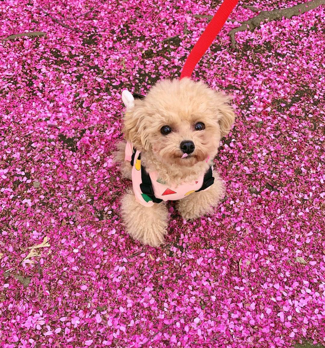 megbabyのインスタグラム：「ぴーちゃん🥺 @queen_of_pablo 🌸🌸🌸🌸💕#dogstagram #いぬすたぐらむ」