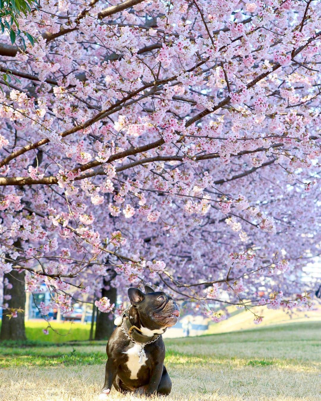 Turbo_dad フレブルのターボさんのインスタグラム写真 - (Turbo_dad フレブルのターボInstagram)「大寒桜と With Cherry blossom . . .  #frenchbulldog #frenchie #buhi #dog #フレンチブルドッグ  #フレブル #ブヒ #frenchiesofinstagram #instadog #instafrenchie #frenchiegram #dogstagram #frenchbullys #frenchielove #lowangle_shooter #thefrenchiepost #法鬥 #frenchies1 #portrait #igersjp #tokyocameraclub  #bully #ilovemydog #frenchielife #愛犬 #dogsofinstagram #ふわもこ部 #大寒桜 #cherryblossom #桜」3月17日 12時13分 - turbo_dad