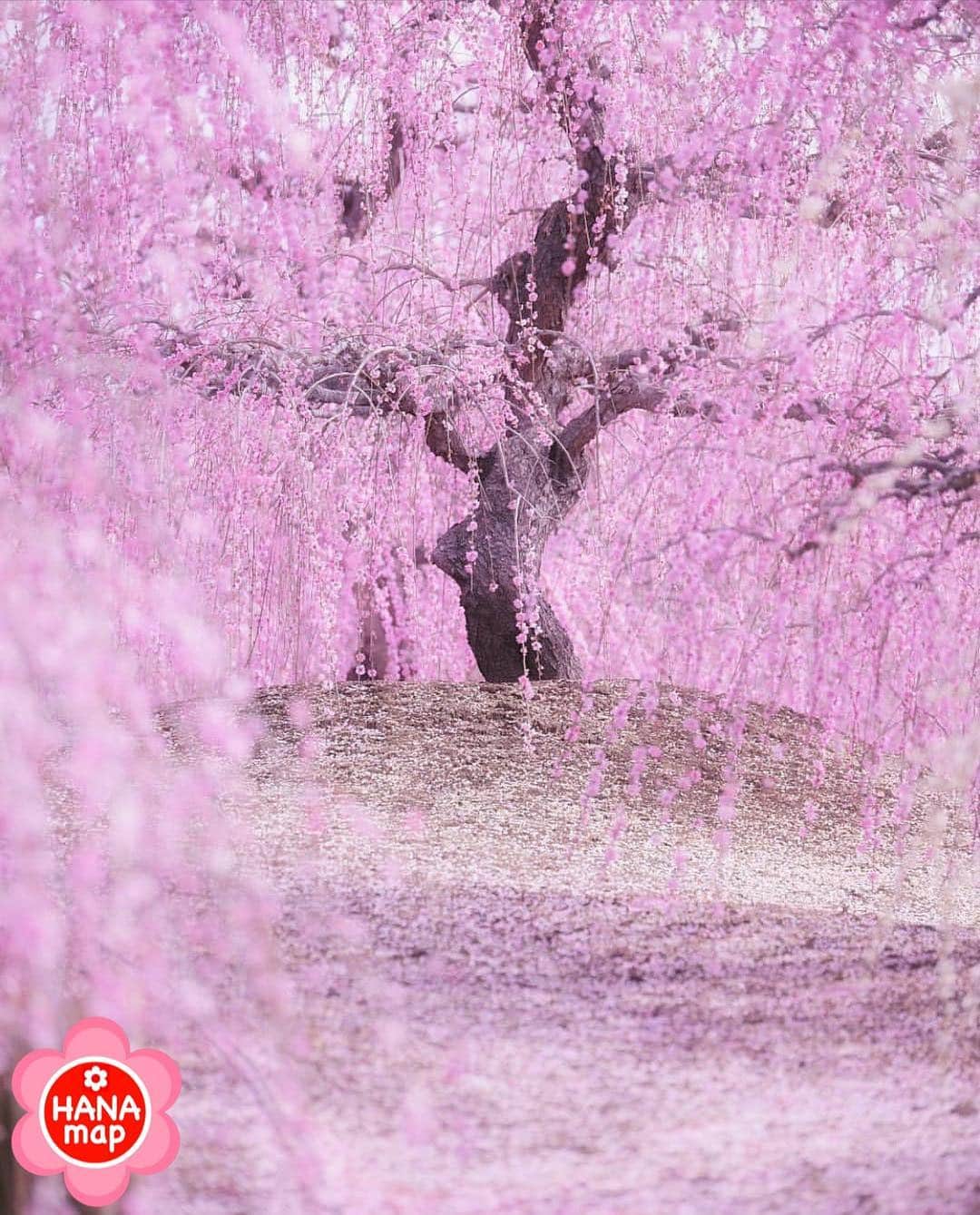 はなまっぷ❁日本の花風景さんのインスタグラム写真 - (はなまっぷ❁日本の花風景Instagram)「🌸はなまっぷ🌸 * @ui_hii618love さんの  花のある風景に花まるを💮 * 豪華絢爛に咲き乱れる見事な枝垂れ梅をありがとうございます😊🌸 * 三重  #鈴鹿の森庭園 Suzuka Forest Garden, Mie Pref. * 🌼ウメの花言葉📝🌼 気品、忠実 * 見頃を過ぎている場所もご紹介しています。お出かけの際はHP等で最新の情報をご確認くださいね🙏🌸 * 🌸•••🌸•••🌸•••🌸•••🌸•••🌸 * いつも素敵なお花をありがとうございます😊 日本の花のある風景にタグ付けしてください🌸 お花があれば何でもOKです💓 * #はなまっぷ * #日本の美しい花風景#花のある風景#花#花言葉#花畑#梅林#梅#枝垂れ梅#しだれ梅」3月17日 12時27分 - hanamap