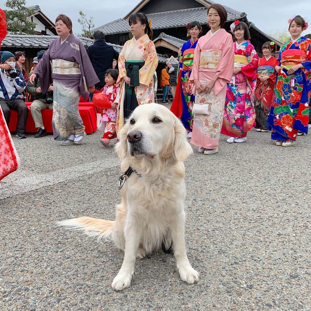 P太郎ママさんのインスタグラム写真 - (P太郎ママInstagram)「お祭り見に来た。 寒い。 雨もポツポツ降ってきた。 だけど、着物は華やかだねー。 #中山道鵜沼宿春まつり  #ゴールデンレトリバー  #goldenretriever  だだちゃん、横目で屋台。 えー匂いするもんね。」3月17日 12時58分 - ptarodada