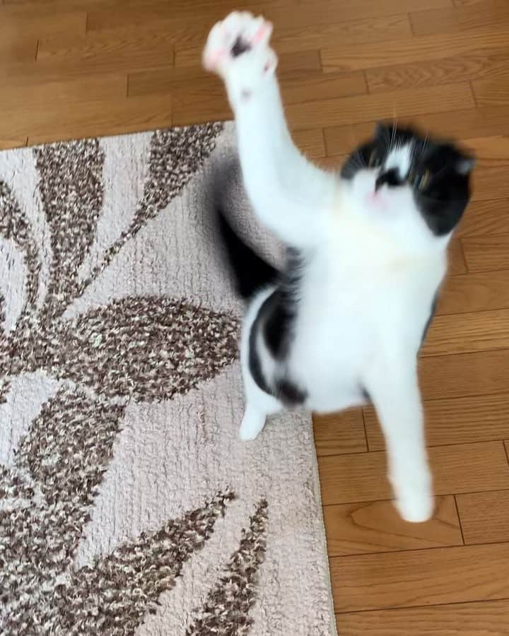 のインスタグラム：「ムーギーと遊ぶ。 *  着地がちょっと鈍臭いかも。 *  #ムーギー#muugieeboy#neko#cat#猫#ネコ#ねこ#スコティッシュフォールド#まんじゅう部#scottishfold#catsofinstagram #cats_of_instagram#cats_lover#ハチワレ  Play with Muu Giee」