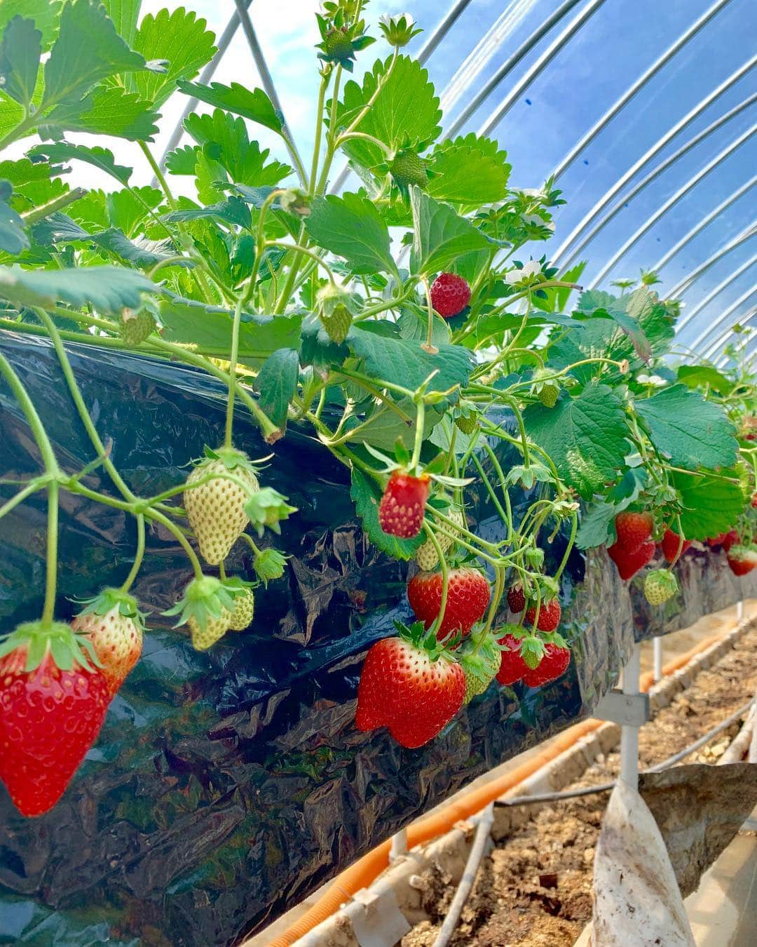 石井里奈さんのインスタグラム写真 - (石井里奈Instagram)「こんにちは🤗💕✨ . 今日は栃木県の🍓もおか いちごフェスタ2019🍓に参加しにきています😍✨ . 初めてのいちご狩り🍓採れたてのいちご最高に美味しかった〜😂🥰💕 . 来年の全国いちごサミットinもおかのプレイベントだったんだけどすごい人😍 . 大変賑わっております🤗💕💕 . さすが日本一のいちごの生産地真岡市😍 かわいいお土産もGet🥰（10枚目） 前に栃木きた時に買ってリピート🌸可愛いし、お土産にも最適なの😍🍓 . 今日のコーデは、昨日グランドオープンした錦糸町PARCOの @fabulousangela_official で購入したセットアップ🥰鮮やかなオレンジニットと花柄スカートのセット😍✨春ですなぁ〜💕✨ . ノベルティーでバッグも、もらえたよん😍お得感✨清楚可愛い洋服多くて通勤でも使いやすいからよくチェックしてるのだ🌸🌸 . また更新するね💕✨ . #もおかいちごフェスタ #全国いちごサミットinもおか2020 #いちごはひとつ #fabulousangela #ファビュラス #ファビュラスアンジェラ #錦糸町パルコ #栃木 #いちご #いちご狩り #苺 #strawberry #fruit #インスタ映え #彼女とデートなうに使っていいよ #休日 #春 #春コーデ #イチゴ #sweet #スイーツ #もぐもぐ女子 #りなまるグルメ #spring #happy #smile #いちごスイーツ #いちご好き」3月17日 13時16分 - ri7tin1025