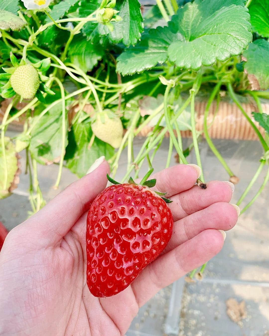 石井里奈さんのインスタグラム写真 - (石井里奈Instagram)「こんにちは🤗💕✨ . 今日は栃木県の🍓もおか いちごフェスタ2019🍓に参加しにきています😍✨ . 初めてのいちご狩り🍓採れたてのいちご最高に美味しかった〜😂🥰💕 . 来年の全国いちごサミットinもおかのプレイベントだったんだけどすごい人😍 . 大変賑わっております🤗💕💕 . さすが日本一のいちごの生産地真岡市😍 かわいいお土産もGet🥰（10枚目） 前に栃木きた時に買ってリピート🌸可愛いし、お土産にも最適なの😍🍓 . 今日のコーデは、昨日グランドオープンした錦糸町PARCOの @fabulousangela_official で購入したセットアップ🥰鮮やかなオレンジニットと花柄スカートのセット😍✨春ですなぁ〜💕✨ . ノベルティーでバッグも、もらえたよん😍お得感✨清楚可愛い洋服多くて通勤でも使いやすいからよくチェックしてるのだ🌸🌸 . また更新するね💕✨ . #もおかいちごフェスタ #全国いちごサミットinもおか2020 #いちごはひとつ #fabulousangela #ファビュラス #ファビュラスアンジェラ #錦糸町パルコ #栃木 #いちご #いちご狩り #苺 #strawberry #fruit #インスタ映え #彼女とデートなうに使っていいよ #休日 #春 #春コーデ #イチゴ #sweet #スイーツ #もぐもぐ女子 #りなまるグルメ #spring #happy #smile #いちごスイーツ #いちご好き」3月17日 13時16分 - ri7tin1025