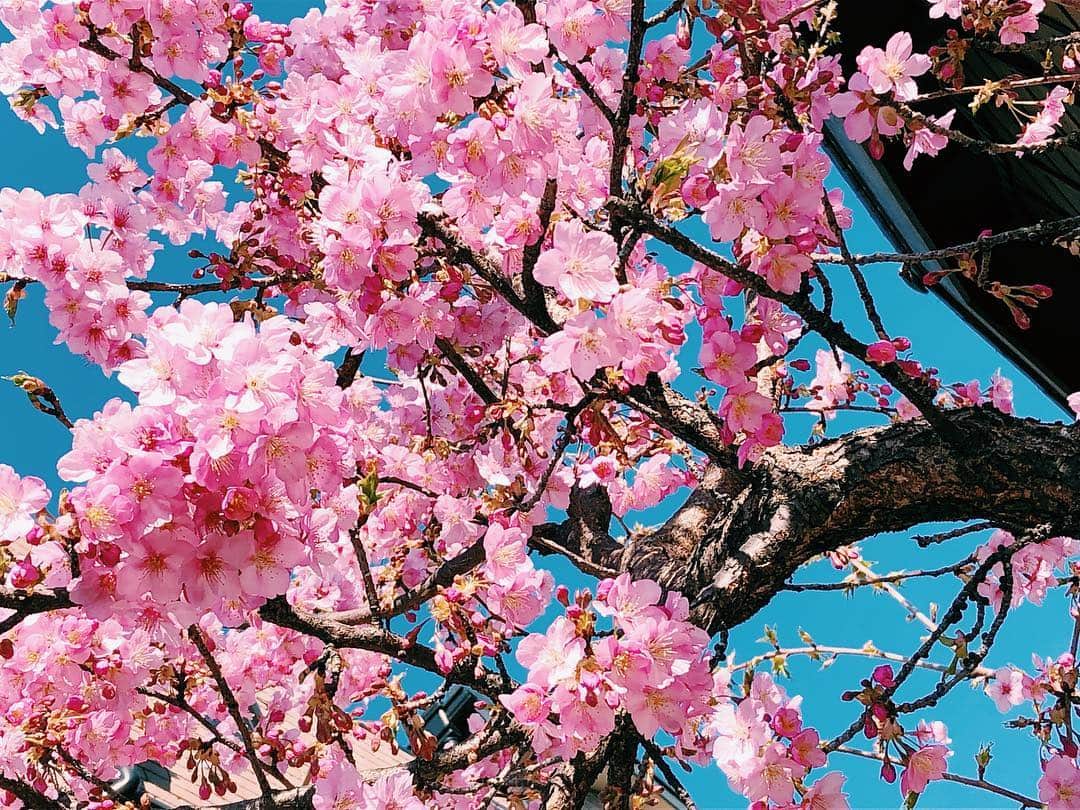 南波志帆さんのインスタグラム写真 - (南波志帆Instagram)「春ですか？ #春です」3月17日 13時10分 - nanbashiho