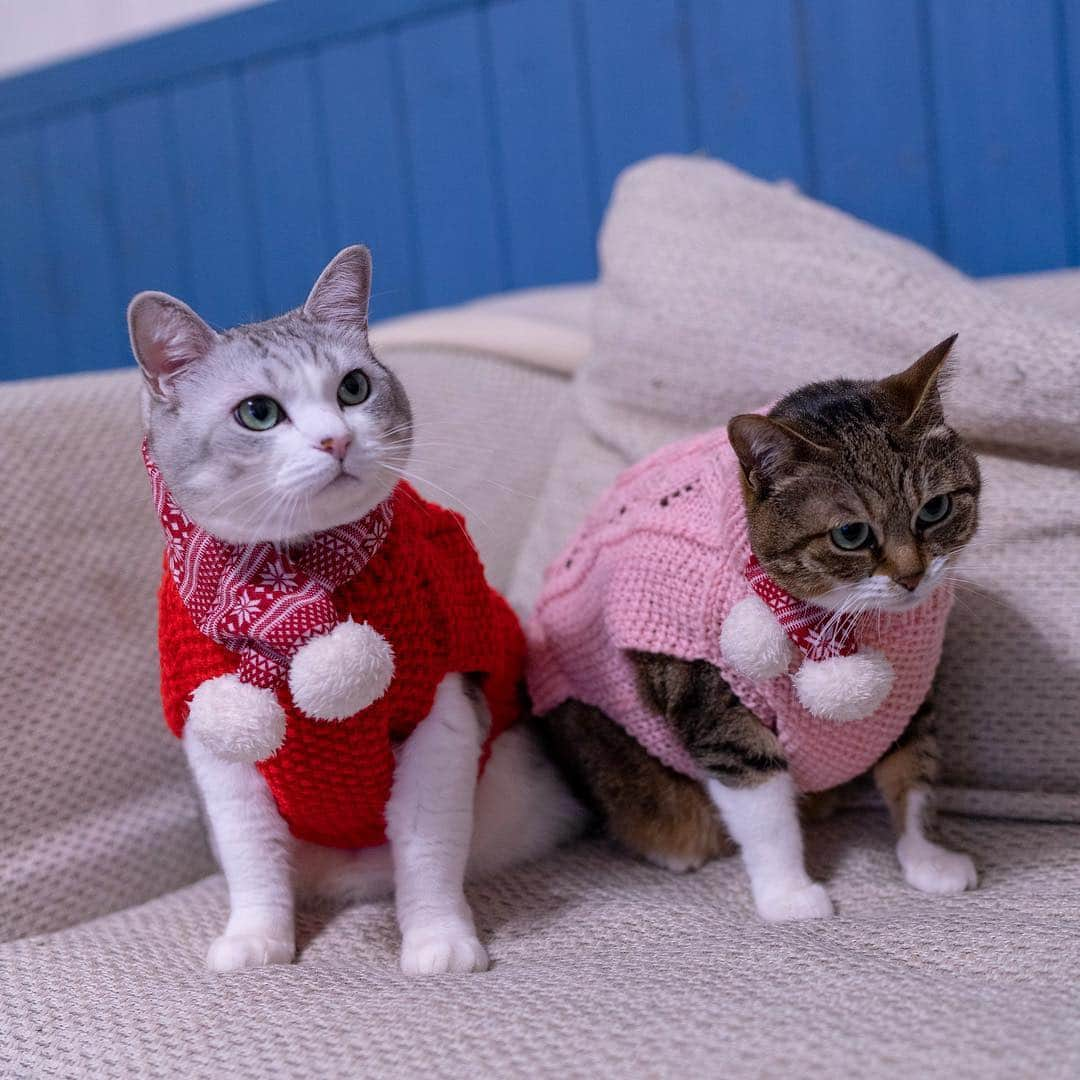 Sakiさんのインスタグラム写真 - (SakiInstagram)「* So my mom (their grandma) made a sweater for Ruby. The red one was bit big for her so it is Eve's and the new pink one is for Ruby! Thank you mom! . ウチのママ(2匹のおばあちゃん)がもう1枚セーター編んでくれました！赤はデカ過ぎたのでイブ用、ルーは新しいピンクのになりました✨ママありがとう😊✨ #元野良猫部 #元野良もカワイイ説普及隊 #猫すたぐらむフォトコンテスト *」3月17日 13時17分 - rubyeve12