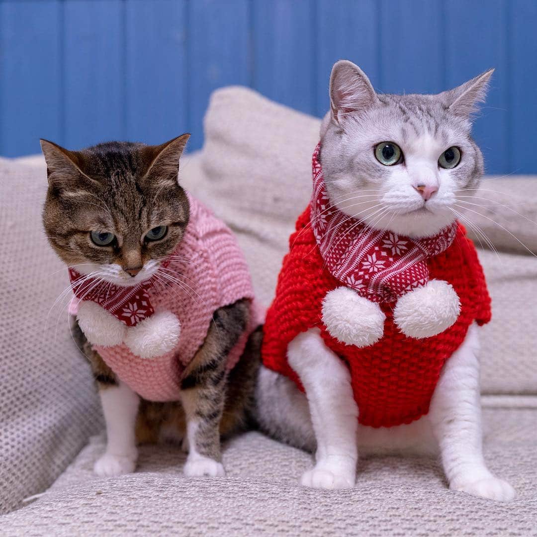 Sakiさんのインスタグラム写真 - (SakiInstagram)「* So my mom (their grandma) made a sweater for Ruby. The red one was bit big for her so it is Eve's and the new pink one is for Ruby! Thank you mom! . ウチのママ(2匹のおばあちゃん)がもう1枚セーター編んでくれました！赤はデカ過ぎたのでイブ用、ルーは新しいピンクのになりました✨ママありがとう😊✨ #元野良猫部 #元野良もカワイイ説普及隊 #猫すたぐらむフォトコンテスト *」3月17日 13時17分 - rubyeve12