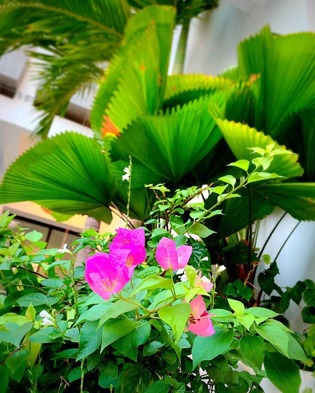 百合華さんのインスタグラム写真 - (百合華Instagram)「Morning pool🎶  Afternoon pool🎶  Night pool🎶  #cambodia  #siemreap  #swimmingpool  #poolside  #poolday  #morningpool #afternoonpool #nightpool #ビジョビ」3月17日 13時28分 - yurika.lovelily