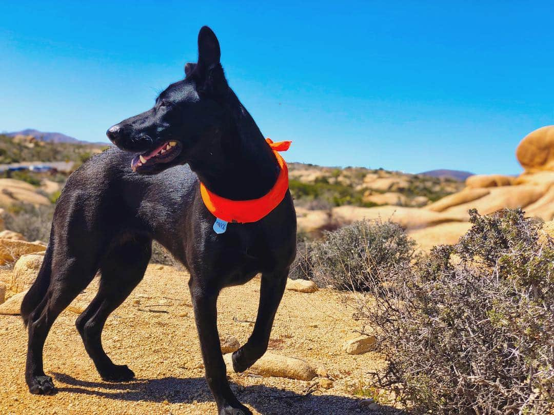 ブランドン・ジェンナーさんのインスタグラム写真 - (ブランドン・ジェンナーInstagram)「Yeah, okay. I’m proud of this little lady. 💪🤓 #joshuatree #dogswithbandanas #dogpose」3月17日 13時31分 - brandonjenner