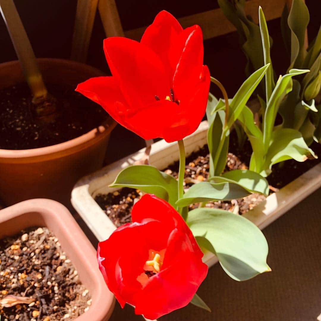 佐伯紅緒さんのインスタグラム写真 - (佐伯紅緒Instagram)「ベランダのチューリップ。 次々と咲いてます。  今日も良い日を✨」3月17日 14時19分 - beniosaeki