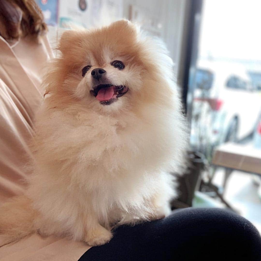 Ella Chuffyのインスタグラム：「Chuffy will have a spleen removal surgery on this Tuesday.  His spleen doesn’t look good so we’ll follow his vet’s recommendation.  Nothing to worry I guess.....😶」