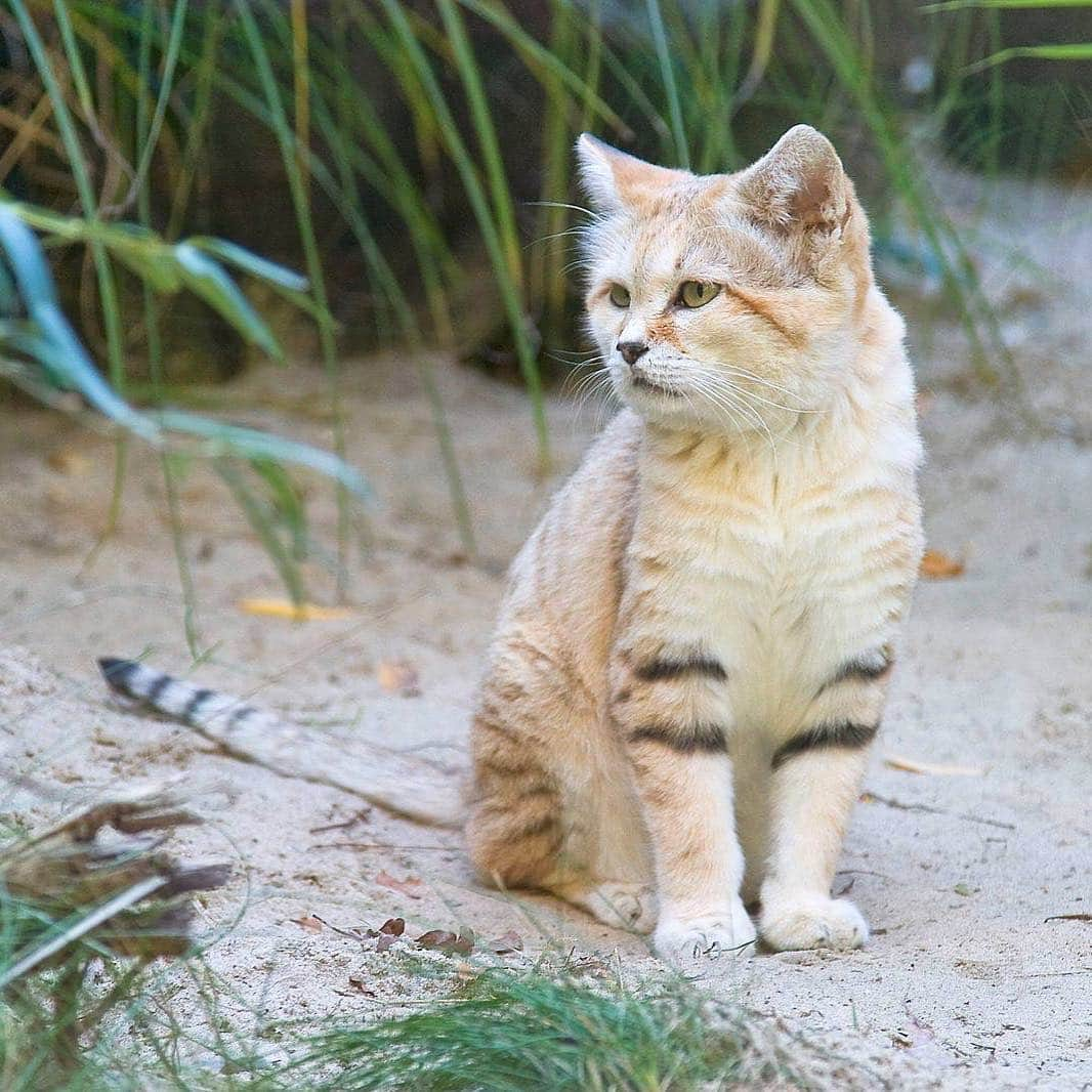 アメリカ自然史博物館さんのインスタグラム写真 - (アメリカ自然史博物館Instagram)「The sand cat (Felis margarita) can be found in the Sahara desert, as well as in parts of the Middle East and central Asia. This feline is well-adapted to its desert habitats: thick soles insulate its feet, allowing it to walk on hot sand during the day and cold sand at night. This wild cat also moves without sinking down into the sand and leaves little trace of footprints. What else? It’s known for being a “fearless snake hunter” and even goes after venomous vipers for a meal! Photo: ErRu」3月17日 14時24分 - amnh