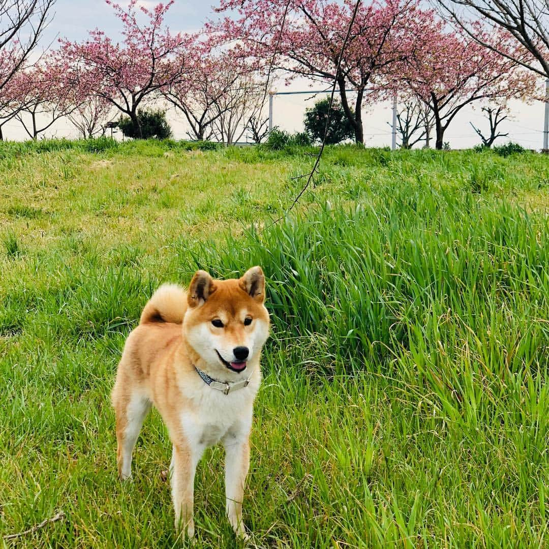 舞名里音さんのインスタグラム写真 - (舞名里音Instagram)「じゃじゃまる 春を感じる旅。  #へへへ #ぼく #じゃじゃまる  #はる #うれしいな #だっしゅ  #さんぽ #たびにでる #すまいる  #はぶあないすでい #わらうかどにはふくきたる #へへ」3月17日 14時55分 - maina_rion