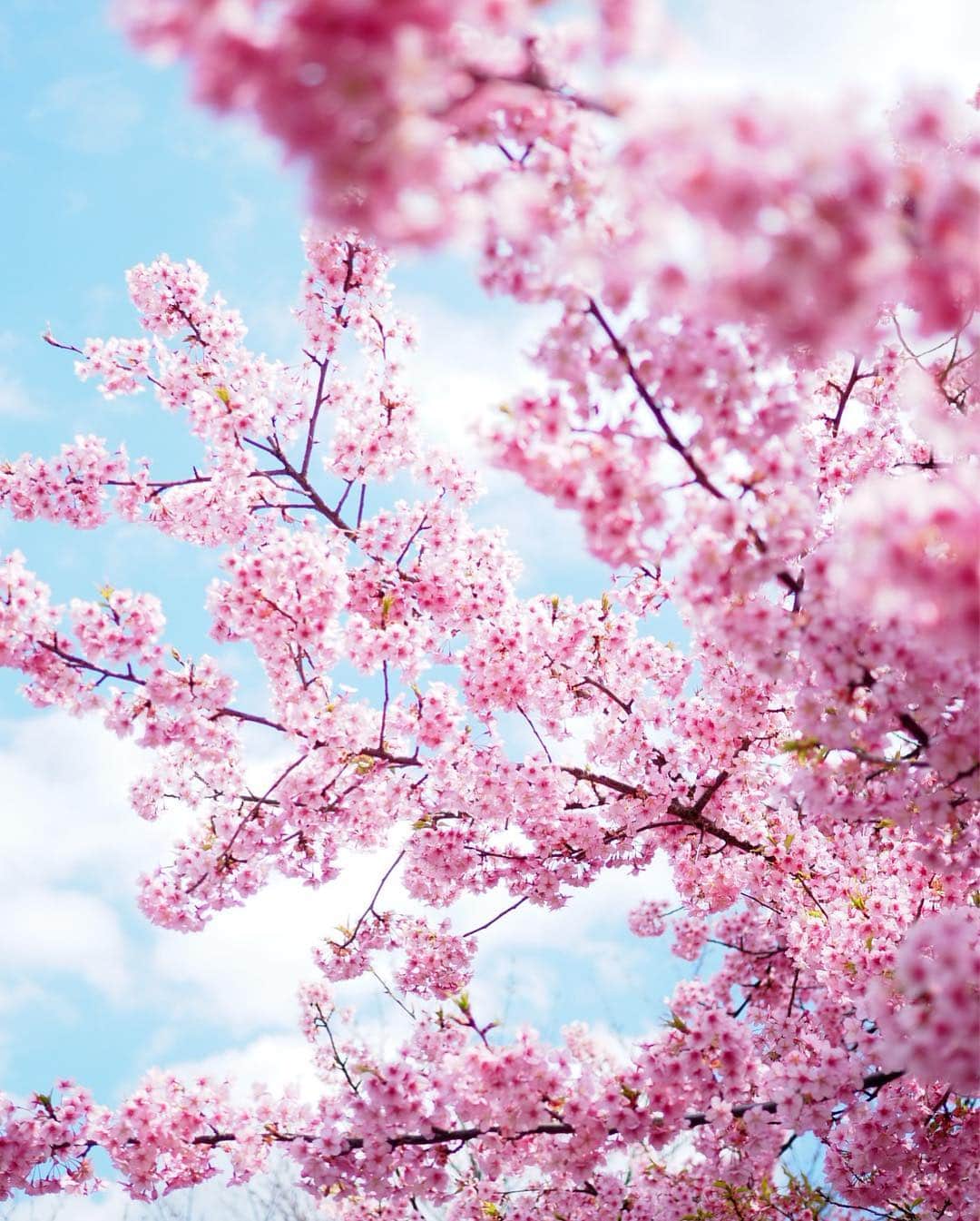 豆柴にこちゃんさんのインスタグラム写真 - (豆柴にこちゃんInstagram)「🐶🌸 今日も桜がきれいだねぇ。 雨降る前にお散歩いってきたよ。 . 5枚目は、 嵐が先日やってたジャンプ移動のマネ。 へたくそや🤣 最後のはよりへたくそなNG ver。 . #柴犬#豆柴#pecoいぬ部#犬#わんこ#まめしば#west_dog_japan#犬#todayswanko#ここ柴部#shibainu#dog#mameshiba#pecotv#dog#いぬのきもち部#しばいぬ#しばけん#こいぬ#シバイヌ#いぬ#イヌ#赤柴#マメシバ#ペット#日本犬#子犬」3月17日 15時15分 - nikochan.mame48