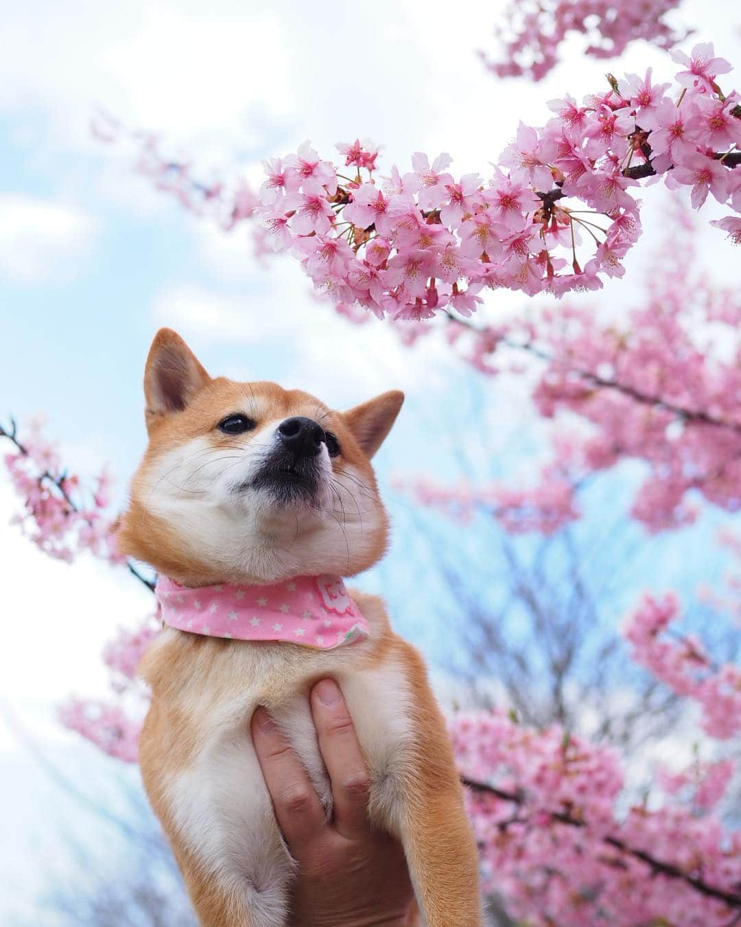 豆柴にこちゃんさんのインスタグラム写真 - (豆柴にこちゃんInstagram)「🐶🌸 今日も桜がきれいだねぇ。 雨降る前にお散歩いってきたよ。 . 5枚目は、 嵐が先日やってたジャンプ移動のマネ。 へたくそや🤣 最後のはよりへたくそなNG ver。 . #柴犬#豆柴#pecoいぬ部#犬#わんこ#まめしば#west_dog_japan#犬#todayswanko#ここ柴部#shibainu#dog#mameshiba#pecotv#dog#いぬのきもち部#しばいぬ#しばけん#こいぬ#シバイヌ#いぬ#イヌ#赤柴#マメシバ#ペット#日本犬#子犬」3月17日 15時15分 - nikochan.mame48