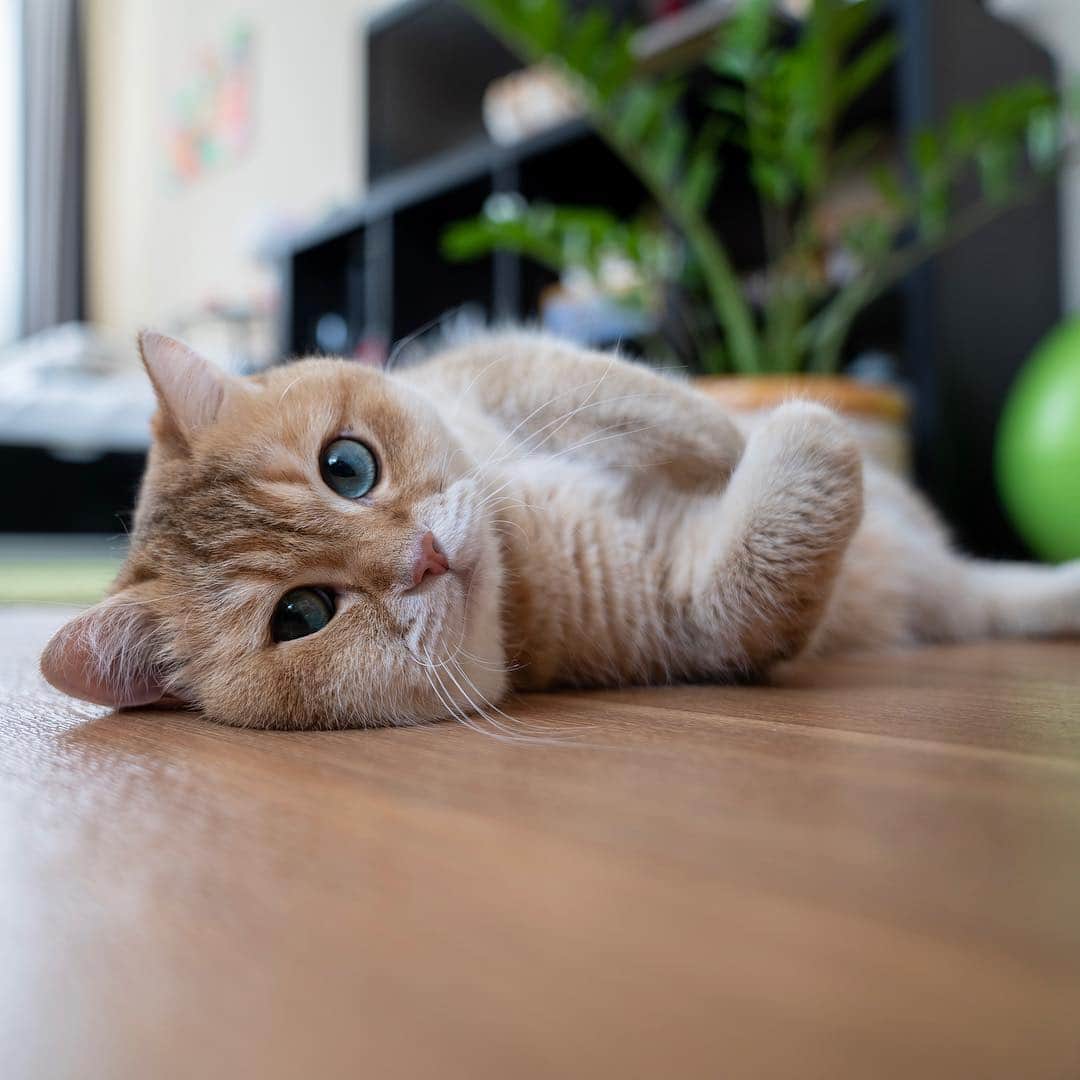 Hosicoさんのインスタグラム写真 - (HosicoInstagram)「Come over here and lie next to me 😽」3月17日 15時52分 - hosico_cat