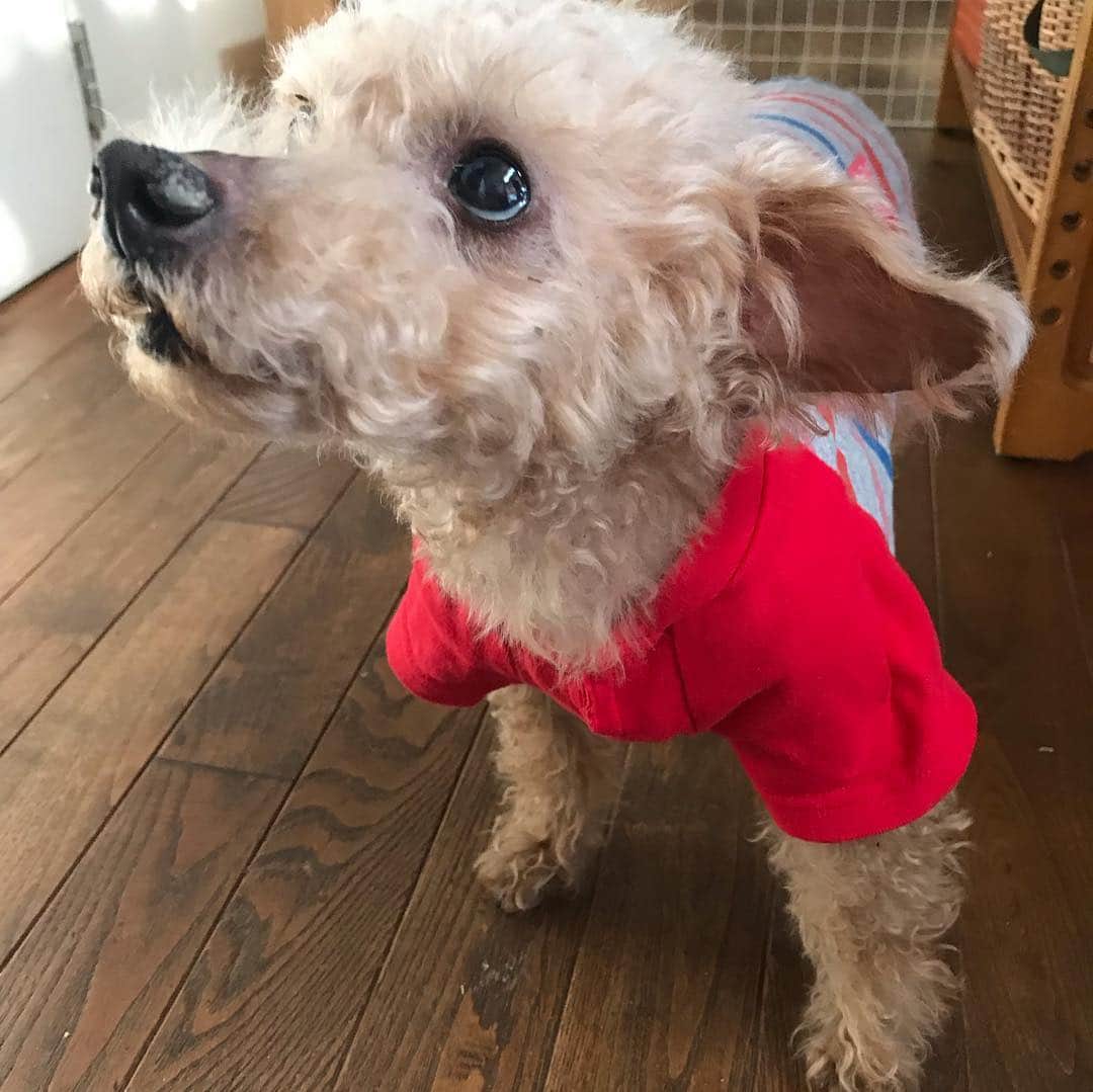 のインスタグラム：「実家の愛犬チョコ、身体の毛が歳のせいでかなり貧相にみえたので父が洋服をきせたら、あら！かわいい！トイプードルと言うよりテディベア！ そして最後は前髪無しの私。 今月前髪つくります。 #choco #実家の愛犬チョコ #toypoodle #トイプードル  #aiha #aihahigurashi」