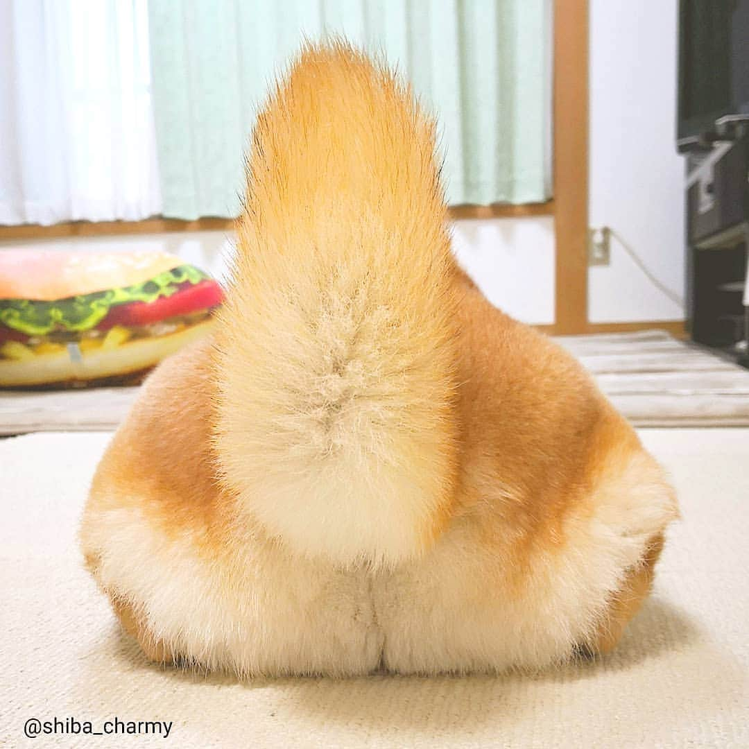 ちゃみさんのインスタグラム写真 - (ちゃみInstagram)「🍑 もっちりチャミ尻～😁 #顔が渋い 笑 #もふもふ #桃尻 🍑」3月17日 21時22分 - shiba_charmy