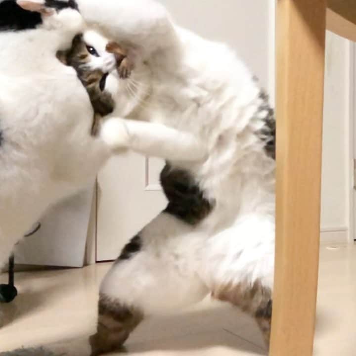 ghemtexのインスタグラム：「#春場所 #猫相撲 #猫 #kaijubigbattle #catfight」