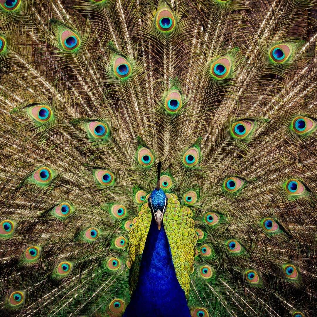 Nikon Australiaさんのインスタグラム写真 - (Nikon AustraliaInstagram)「An extravagant display of feathers from nature’s most fashionable bird! Captured by Matt Onley on the Nikon D7000 and the AF-S NIKKOR 70-200mm f/2.8G ED VR II.  ISO 100 | f/4 | 1/640s  #MyNikonLife #Nikon #NikonAustralia #NikonTop #Photography #WildlifePhotography #BirdPhotography #Peacock」3月17日 16時00分 - nikonaustralia