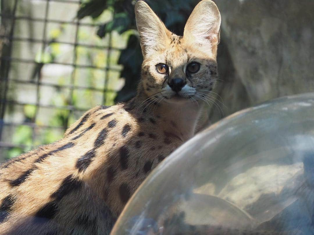 大野拓朗さんのインスタグラム写真 - (大野拓朗Instagram)「#とべ動物園 に行ってきましたー。 写真が挙げきれない！ 動物園行くのは小学生ぶりとかかも。イベント以外にも、園内見て回って、とっても楽しませていただきました😁 田村園長の大好きな小さなコウモリも触らせてもらいました！毛並みがふわふわでした！！！！」3月17日 16時11分 - takuro.ohno