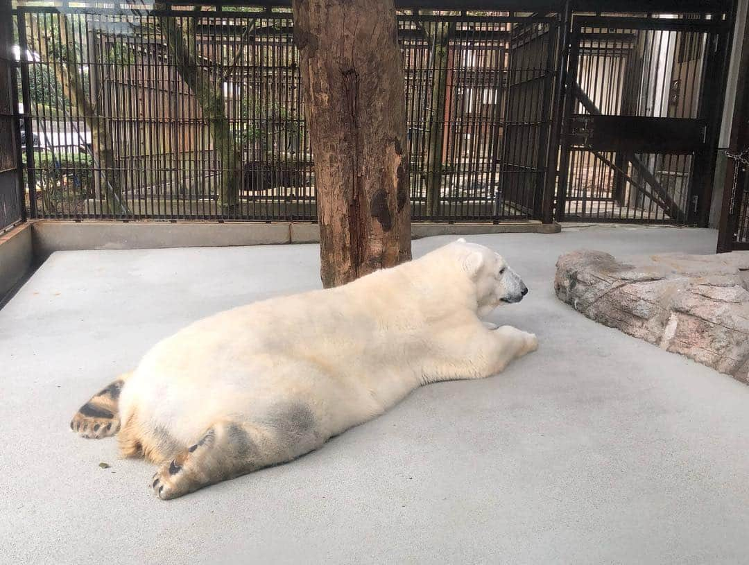 大野拓朗さんのインスタグラム写真 - (大野拓朗Instagram)「#とべ動物園 に行ってきましたー。 写真が挙げきれない！ 動物園行くのは小学生ぶりとかかも。イベント以外にも、園内見て回って、とっても楽しませていただきました😁 田村園長の大好きな小さなコウモリも触らせてもらいました！毛並みがふわふわでした！！！！」3月17日 16時11分 - takuro.ohno