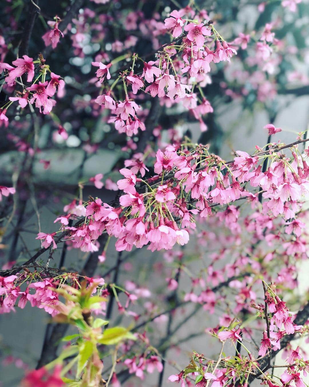 YUUKIさんのインスタグラム写真 - (YUUKIInstagram)「気持ち良い天気。 大好きな春がやってくる  #photooftheday  #flower  #working  #relax  #nature  #instagood  #休日の過ごし方  #気持ち良い  #晴天 #花粉少なめ  #それだけで嬉しい #散歩しちゃうよね」3月17日 16時04分 - yuuki_._official