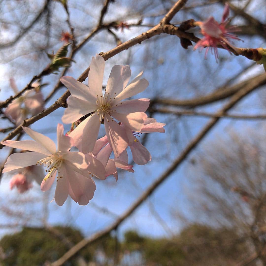 柏山奈々美さんのインスタグラム写真 - (柏山奈々美Instagram)「もうすぐ満開かな🌸  #sakura #桜」3月17日 16時04分 - nanamikashiyama