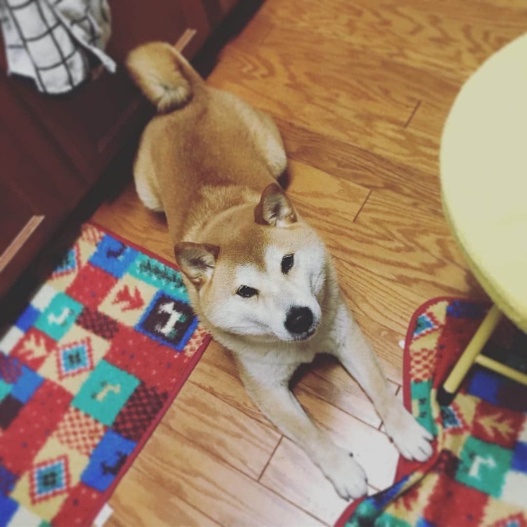 Hanamichi ＆ ℕㆁℜ〡ｋㆁ♡のインスタグラム：「・ いつもキッチンの足元でご飯の支度のジャマすんのやめてくださ〜い(୨୧•͈ᴗ•͈) ・ Please do not disturb the cooking of dinner in the kitchen ・ #おこぼれください #キャベツ落ちてこないかな ##柴犬 #しばいぬ #子犬 #わんこ #dog #shiba #puppy #love #dogstagram #petstagram #webstagram #hubdogs #instagramhub #igers #clubsocial #instagood #photooftheday #dogofthedayjp」