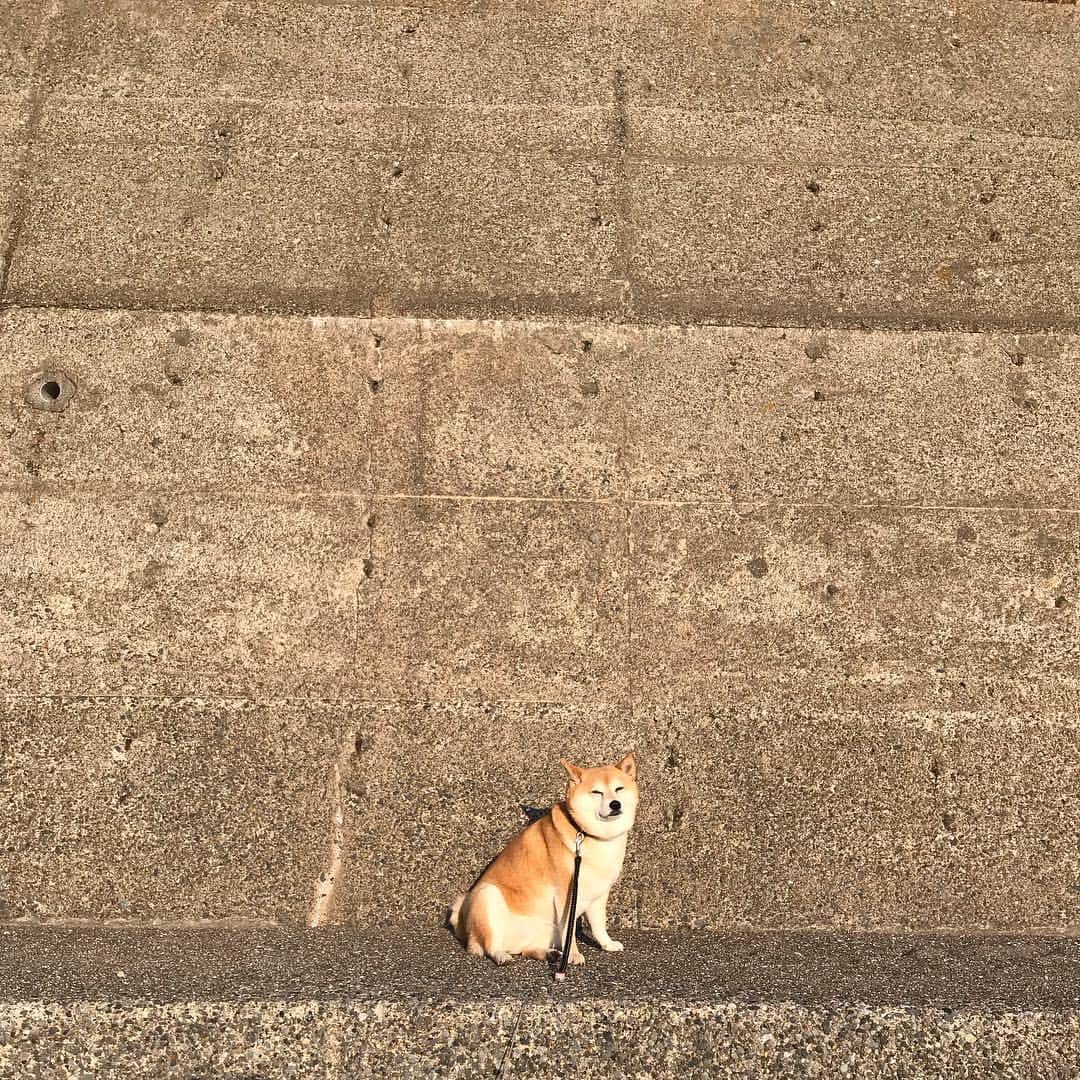 のインスタグラム：「風は強いけど海は暖かくて気持ちいいです🌊  #マル子  #柴犬  #shiba」