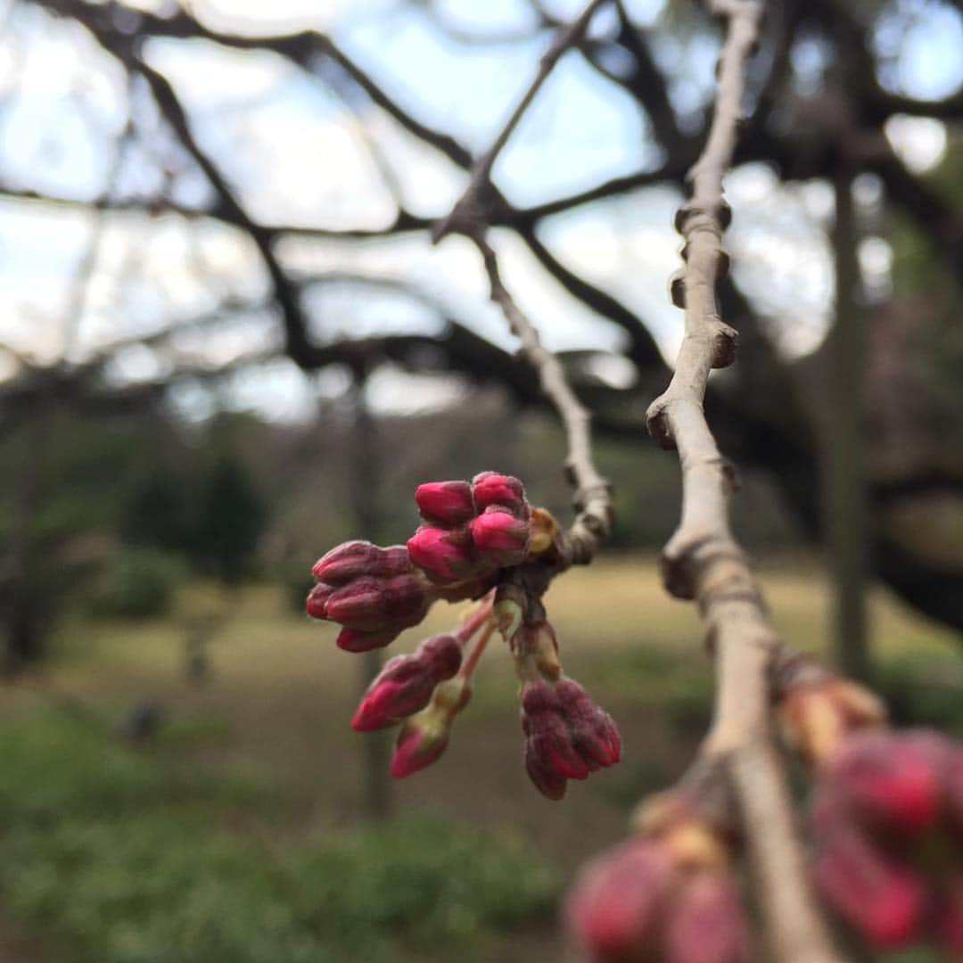 ふかしのインスタグラム：「まだだった。#桜まだだった #桜 #sakura」