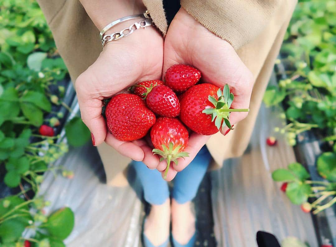 佐藤あずみのインスタグラム：「🍓strawberry picking🍓 . 数万年ぶりにいちごを狩ってきましたー！ 20個食べた！お手洗いがすごく近いなうですー！水分ってすごい！ビタミーーーン！ . 最高の休日でございました。自然さんきゅー🍓❤️ . #strawberry #strawberrypicking #いちご狩り #ちーばべりー #小山ファーム」