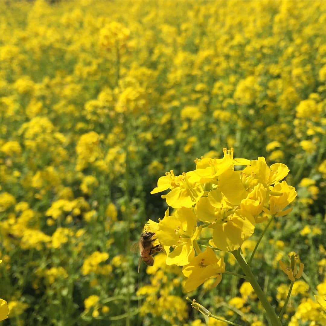 ふかしのインスタグラム：「#ミツバチ #菜の花」