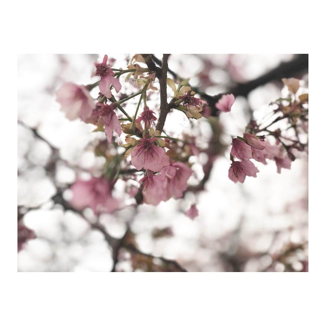 小脇美里さんのインスタグラム写真 - (小脇美里Instagram)「・ 早桜も🌸🌸🌸🌸🌸 ・ お花見たのしみだな🌸🌸🌸 ・ ・ ・ #桜 #早桜 #お花見 #春 #男の子ママ #育児 #3歳 #親バカ部 #babyboy #働くママ #ワーママ #子育て」3月17日 16時57分 - misatokowaki