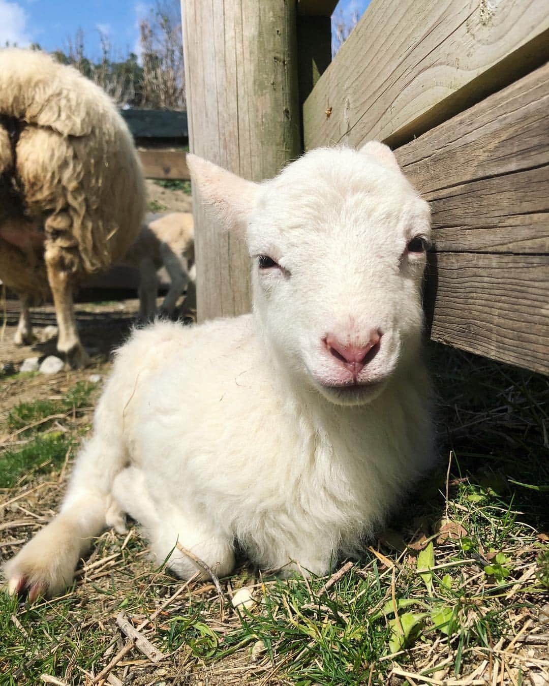 IMALUさんのインスタグラム写真 - (IMALUInstagram)「「スイッチ！」のロケで羊の赤ちゃん達に会いました🤱 OAお楽しみに🔥 #babysheep」3月17日 16時58分 - imalu_0919