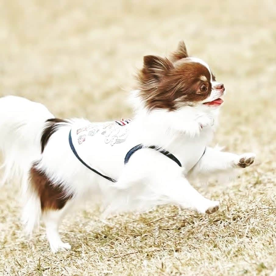 犬小屋??さんのインスタグラム写真 - (犬小屋??Instagram)「浜名湖でのないしょちゃん😍 楽しそうに走っています🏃‍♂️ お天気最高☀️ @greenrose.1  #ちわすたぐらむ  #犬小屋 #chihuahua  #チワワ #チワワ部  #cutydog #canon  #canon_photo  #ドッグラン #ないしょすたぐらむ #ファインダー越しの私の世界  #写真撮ってる人と繋がりたい  #浜名湖レークサイドプラザ  #グリーンローズチワワ  #わんこのいる生活  #わんことお出かけ」3月17日 17時00分 - tiwa1109