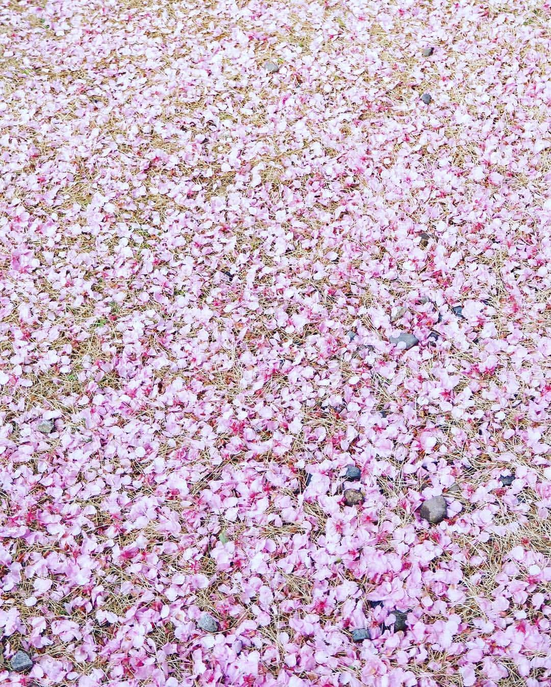 藤崎奈々子さんのインスタグラム写真 - (藤崎奈々子Instagram)「伊豆の河津桜を撮りに行きました ・ ちょーっと惜しい葉桜だったけど 雨の予報の中、撮影するタイミングで青空♡ ・ こういうラッキーが嬉しい😆 ・ #日本#静岡#伊豆#河津桜#春#小旅行#ショートトリップ#小さな幸せ#青空#ライカ#ライカq#leica#leicaq」3月17日 17時05分 - nanakofujisaki