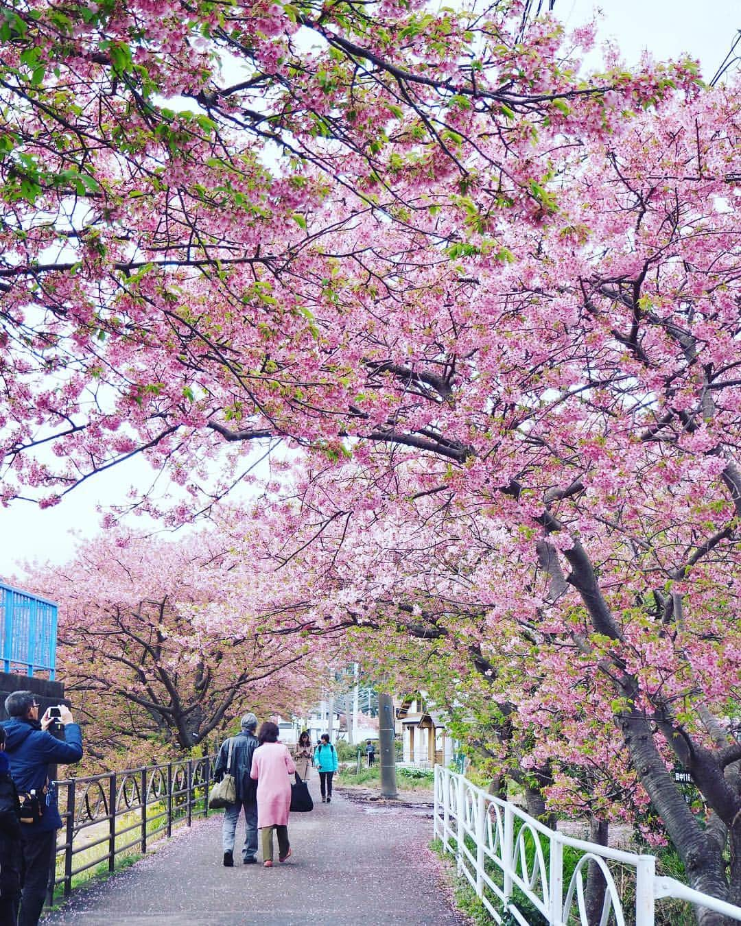 藤崎奈々子さんのインスタグラム写真 - (藤崎奈々子Instagram)「伊豆の河津桜を撮りに行きました ・ ちょーっと惜しい葉桜だったけど 雨の予報の中、撮影するタイミングで青空♡ ・ こういうラッキーが嬉しい😆 ・ #日本#静岡#伊豆#河津桜#春#小旅行#ショートトリップ#小さな幸せ#青空#ライカ#ライカq#leica#leicaq」3月17日 17時05分 - nanakofujisaki