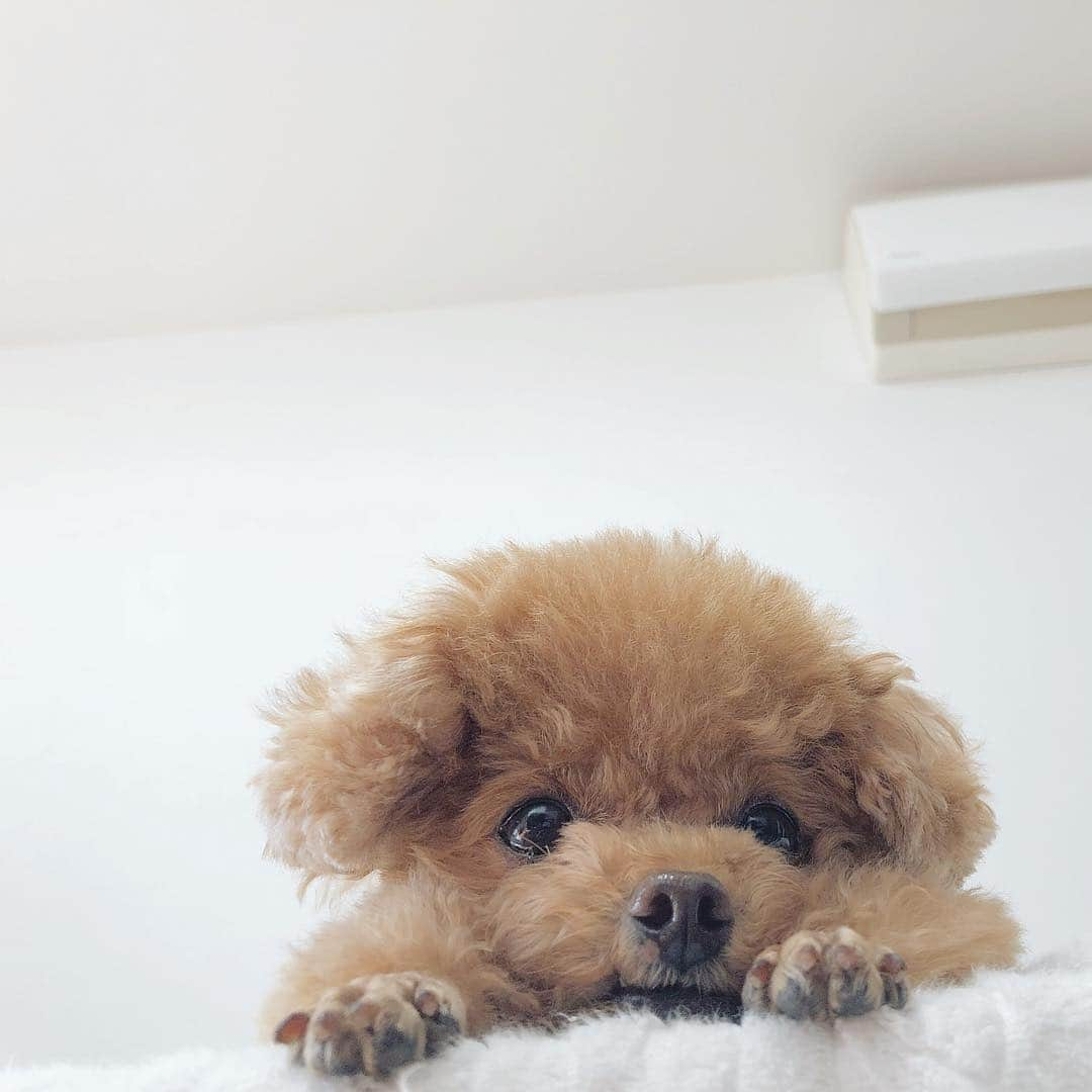 ふわさんのインスタグラム写真 - (ふわInstagram)「#toypoodle#toypoodlegram#dogsofinstagram#instadog#dog#fuwamama#ふわもこのふわ#ふわ#トイプードル#といぷーどる部#親バカ部#犬バカ部#ふわもこ部#まったり中」3月17日 17時18分 - huwayama