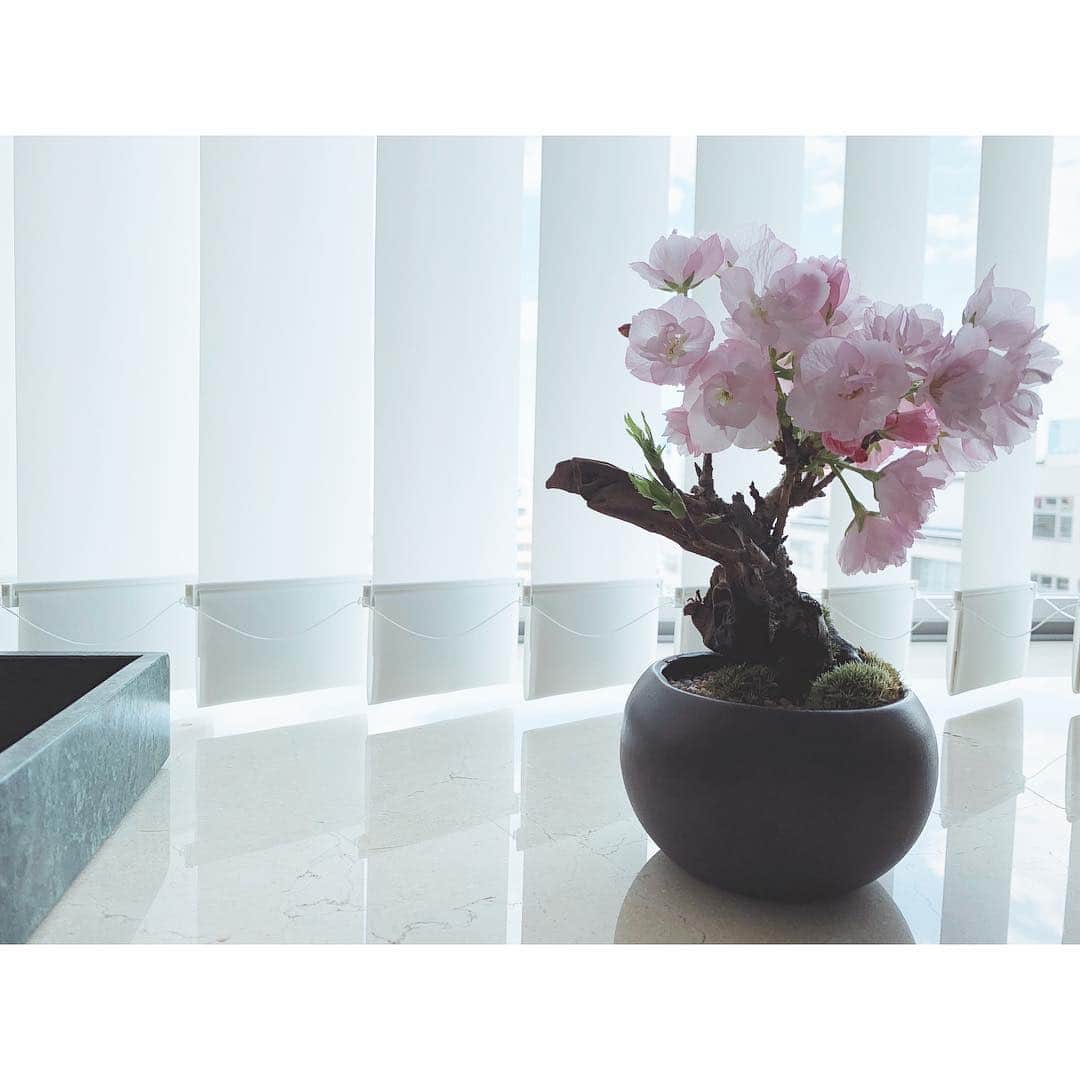 辻美里さんのインスタグラム写真 - (辻美里Instagram)「✴︎﻿ ﻿ ちいさな庭園が春爛漫。 ﻿ ✴︎﻿ #お花見#盆栽#BONSAI#桜#春#おうちで花見#花のある暮らし」3月17日 17時33分 - s666yy