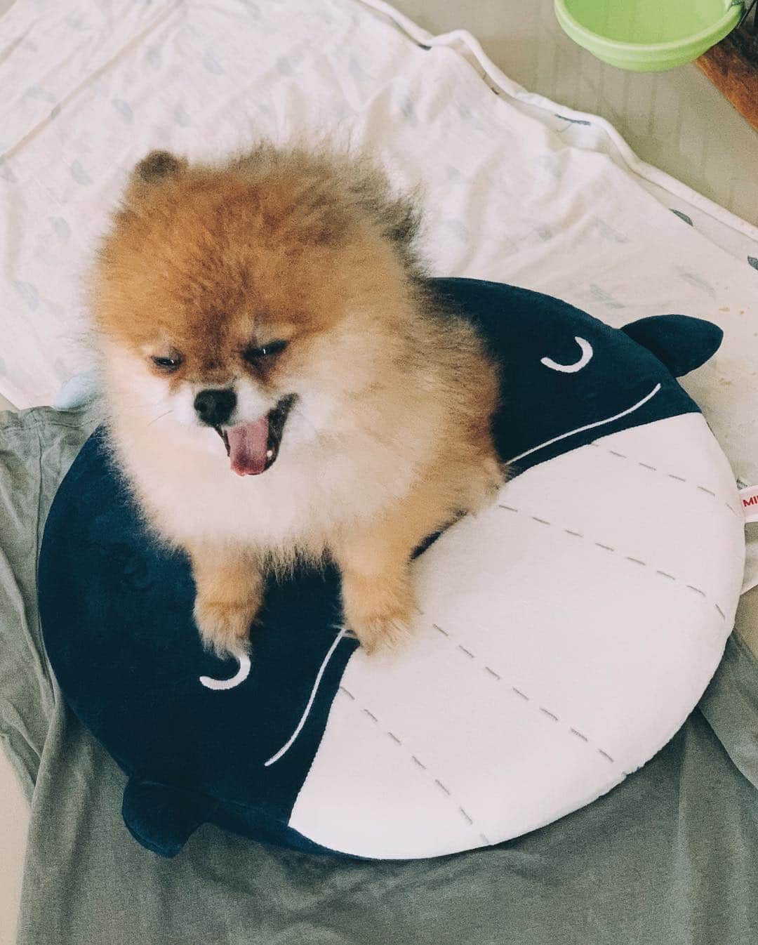 r_oseさんのインスタグラム写真 - (r_oseInstagram)「Teddy bear🐻〰️」3月17日 17時58分 - r_ose