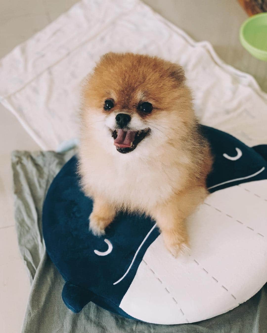 r_oseさんのインスタグラム写真 - (r_oseInstagram)「Teddy bear🐻〰️」3月17日 17時58分 - r_ose